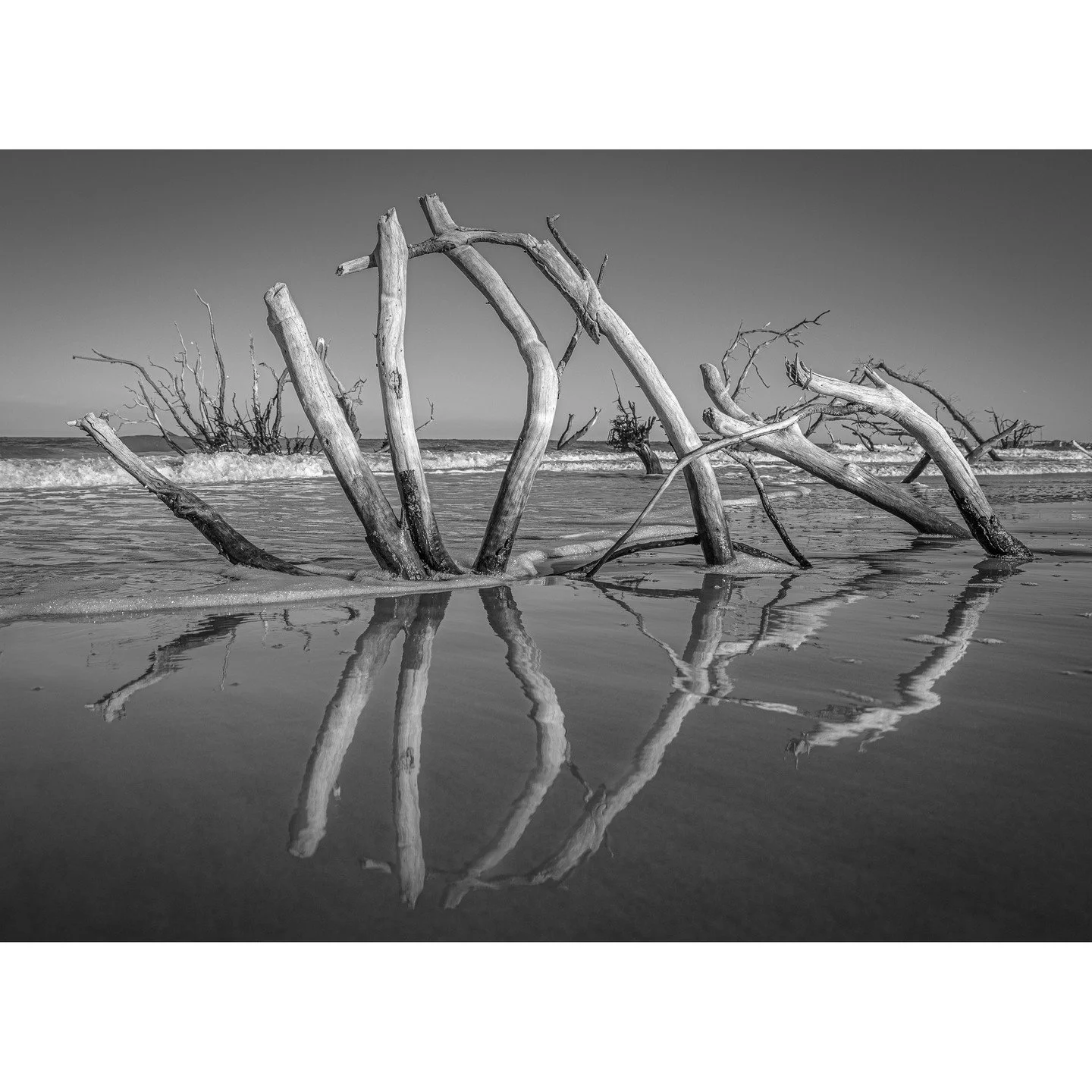 Teake Zuidema, &quot;Whale of a Tree.&quot; Archival pigment print, 17 x 22 inches.⁠
⁠
@teakezuidema⁠
⁠
On Display in &quot;Living on the Edge,&quot; A Solo Exhibition by Teake Zuidema in The Ellis Gallery through October 18th, 2025. ⁠
⁠
Gallery Hour