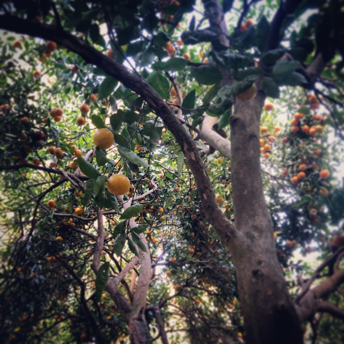 Anna Bliss, &ldquo;Orangery.&rdquo; Archival pigment print, 12 &times; 12 inches.⁠
⁠
@blisscarter⁠
⁠
On Display in &ldquo;Off the Wall,&rdquo; A Group Exhibition of small works featuring 30 supporters of Arts Southeast, in the Arts Southeast Supporte