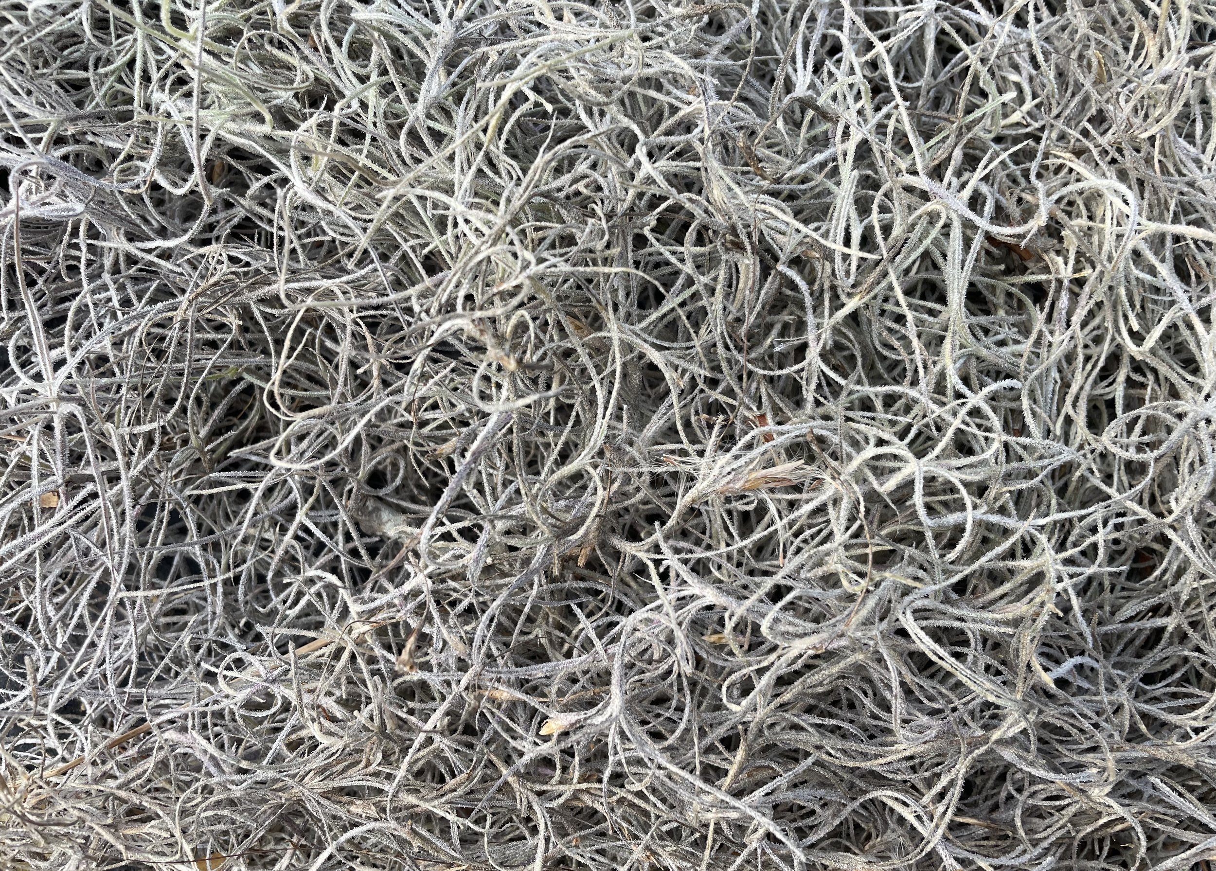 Drive Thru Art Box: "Cloak" by Blanche Nettles Powers