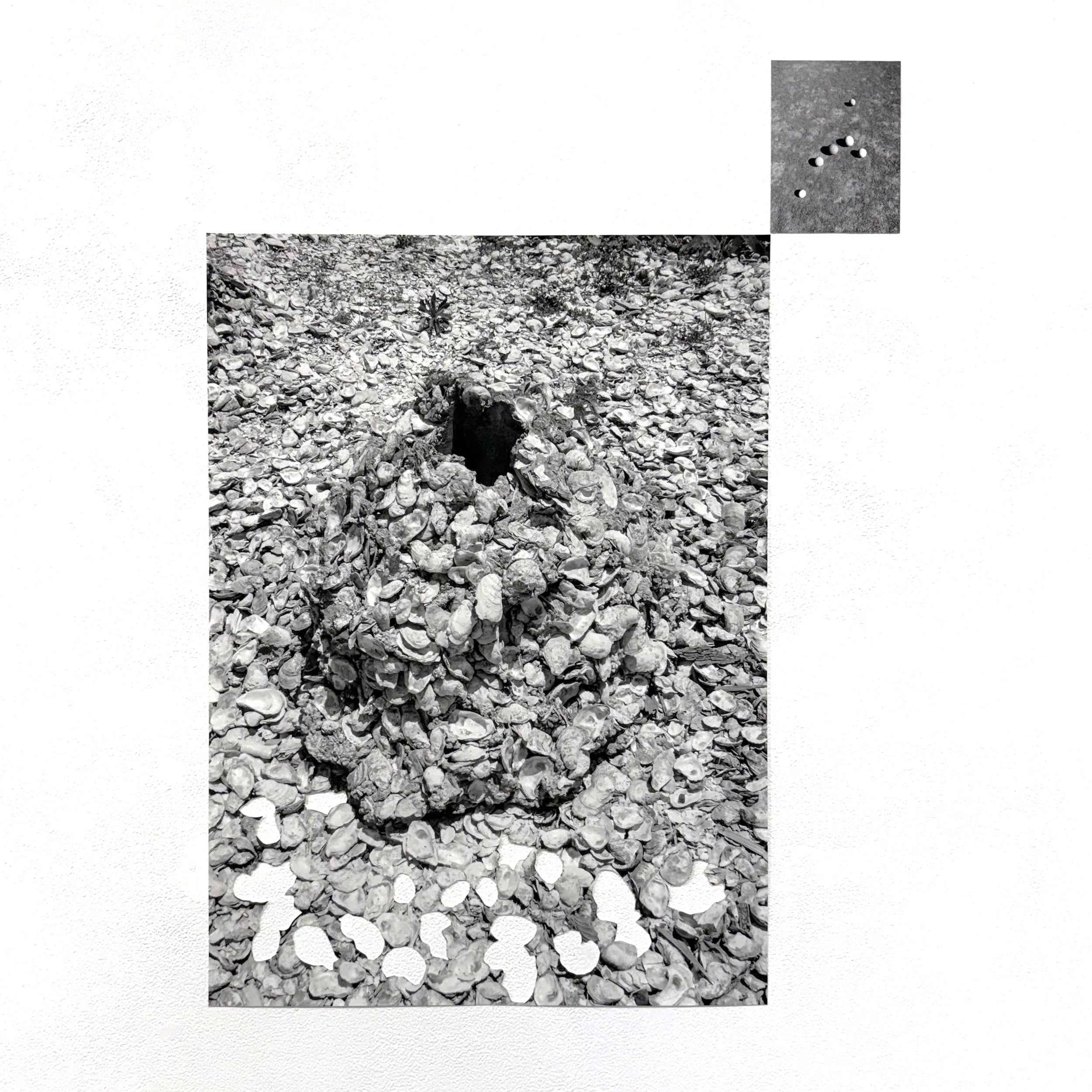  Davion Alston, “Northern Star, Oyster Tabby study,” 2024-2025. 2 Inkjet prints, 22.5 x 31 and 5 x 7 inches on archival matte paper, approx. 27.75 × 38.25, dimensions variable. 