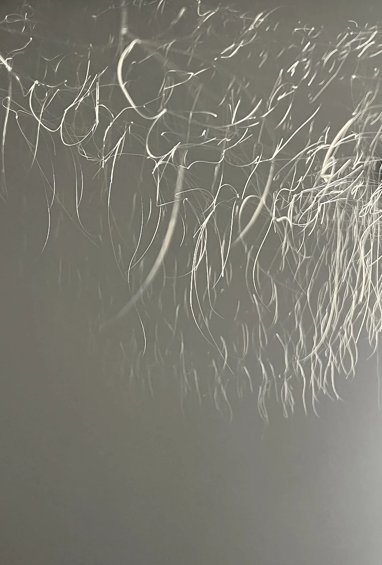 Gallery 2424 : Katie Glusica : "FIELD"