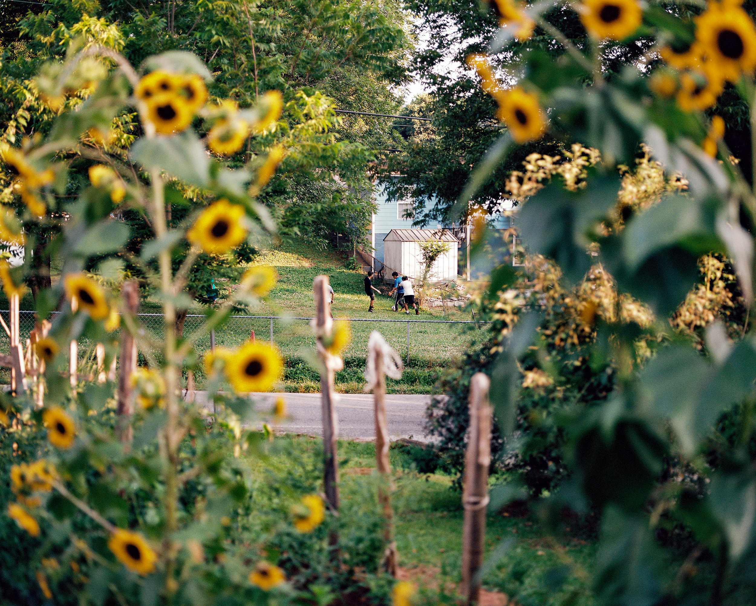 JoséIbarraRizo Untitled (Sunflowers), 2024.png