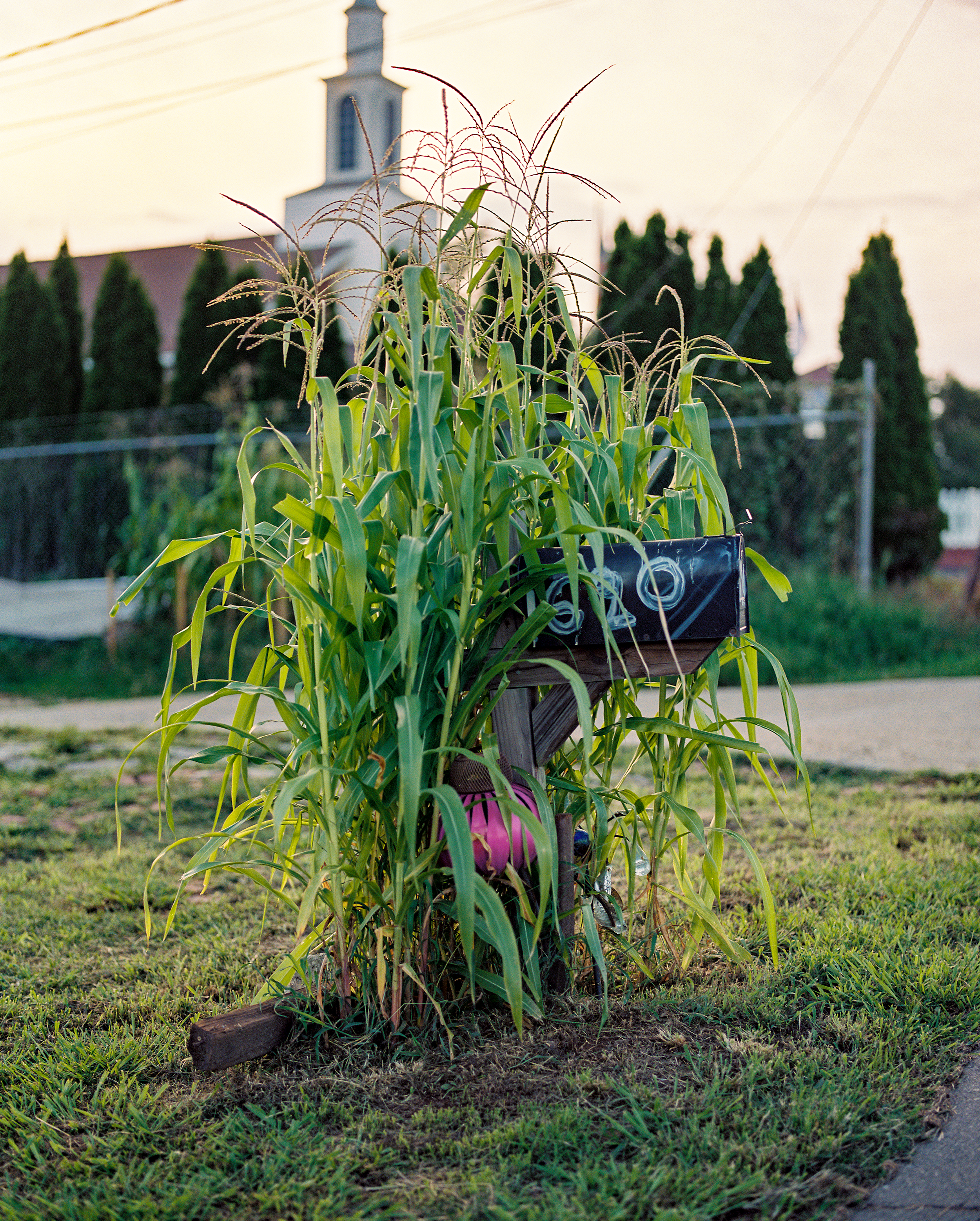 JoséIbarraRizo Untitled (Milpa Mailbox), 2024.png