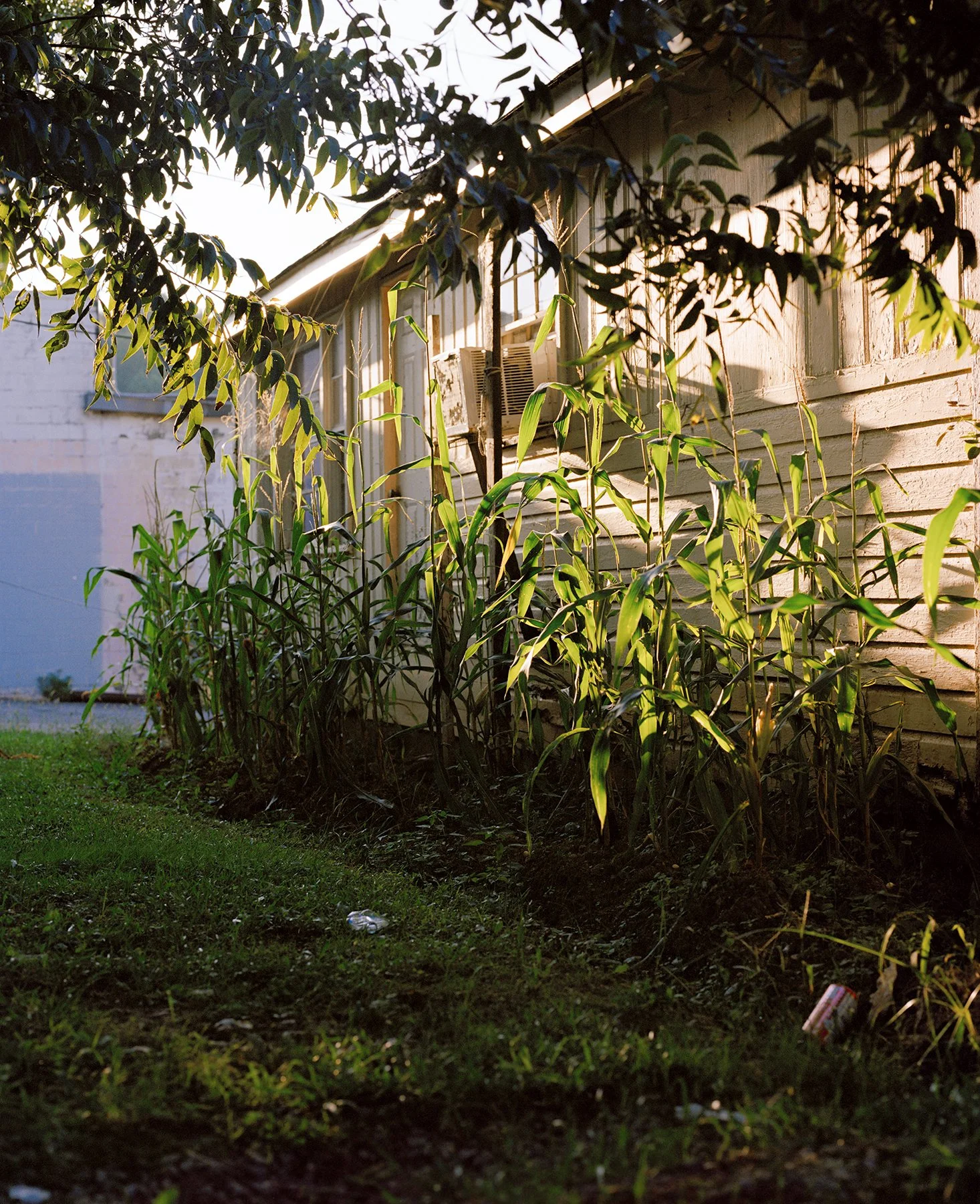 JoséIbarraRizo Milpa, 2022-Edit-Edit-Edit.jpg