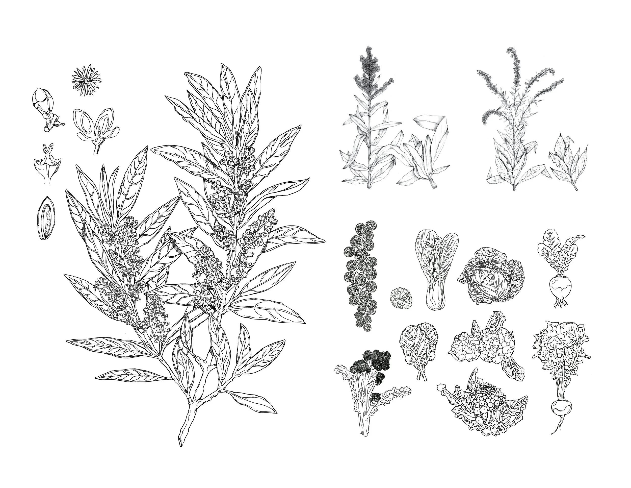 Illustration4.jpg
