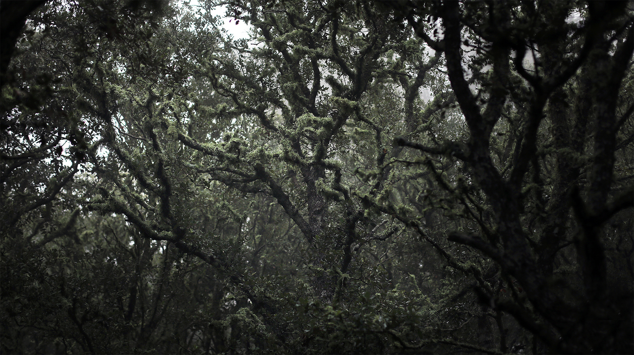 Talking Trees