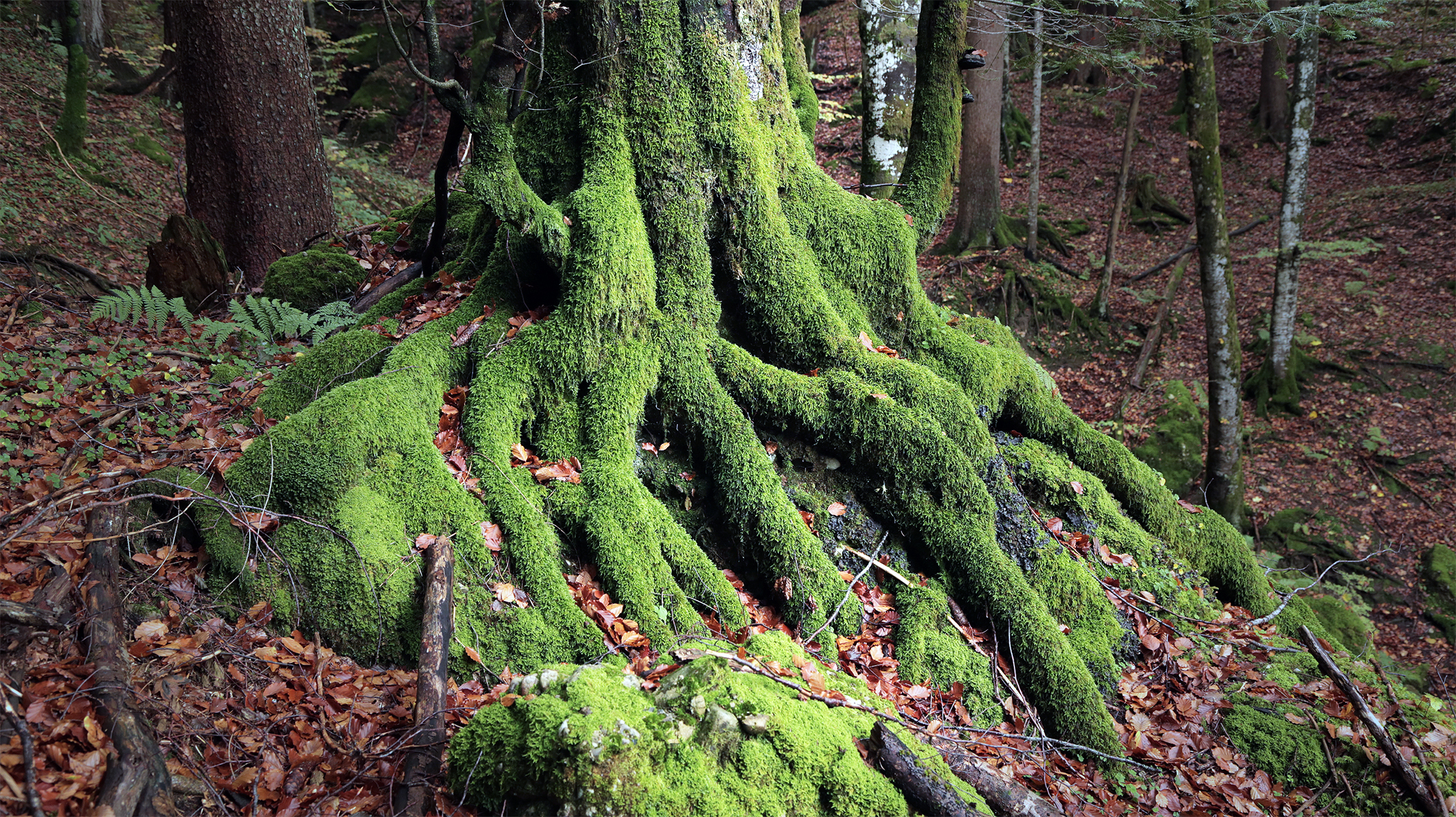 Roots.jpg