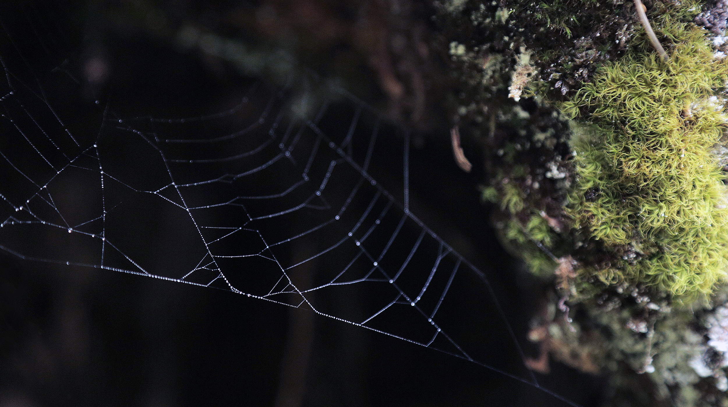 SpiderwebDew.jpg