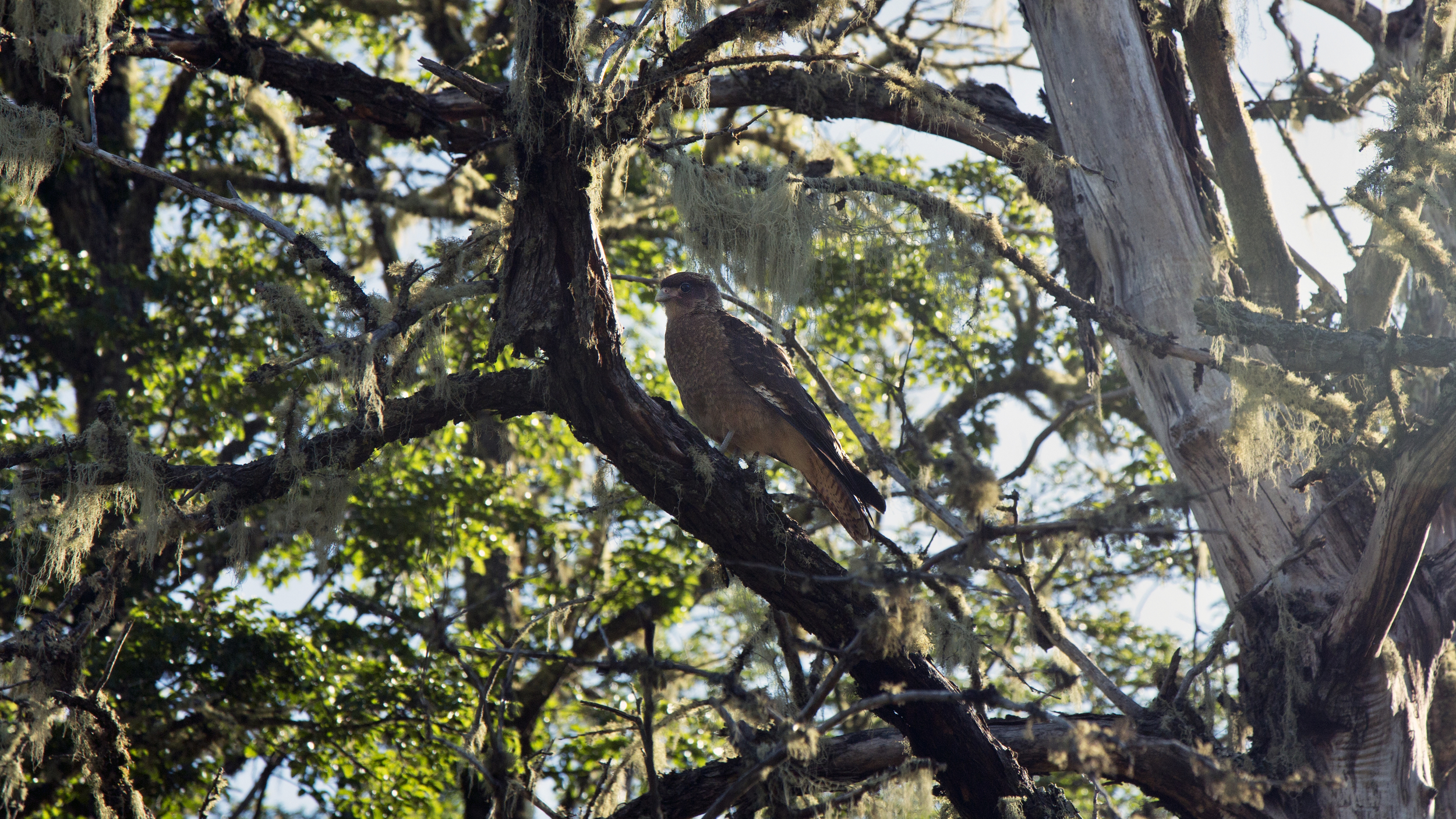 BAR-PampaLinda-Hawk1.jpg