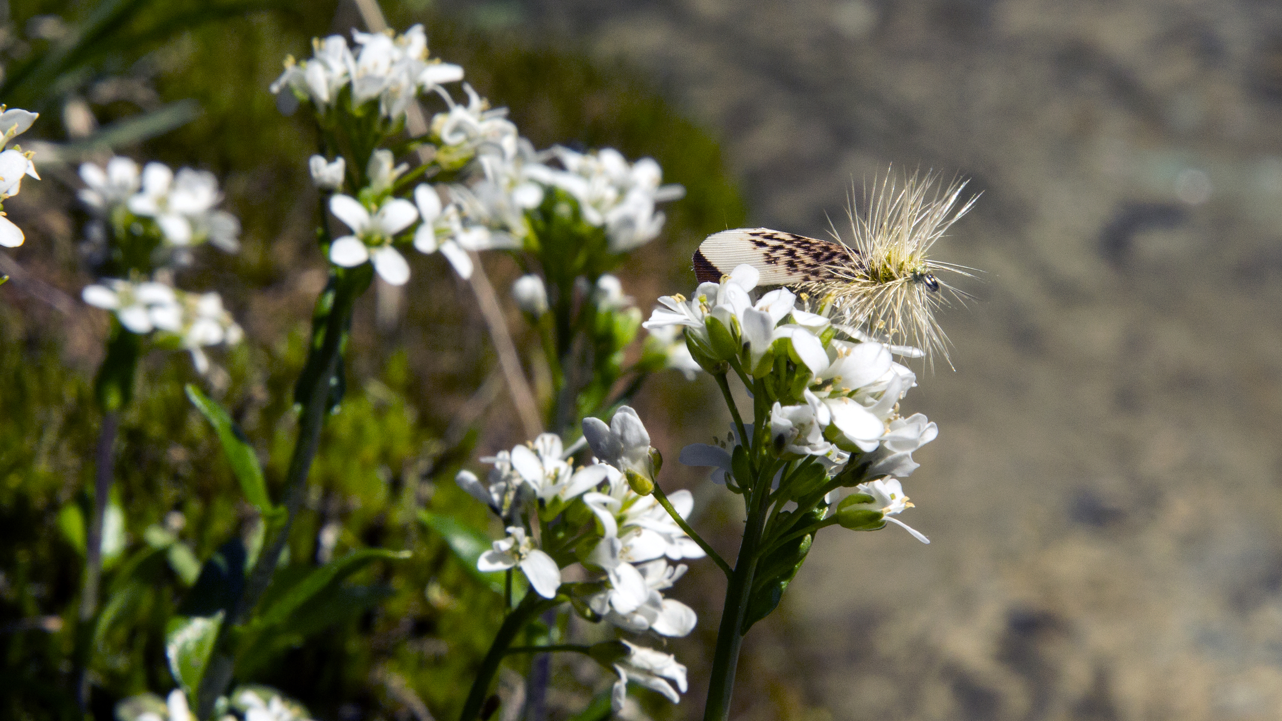 Partnach_Sedge.jpg