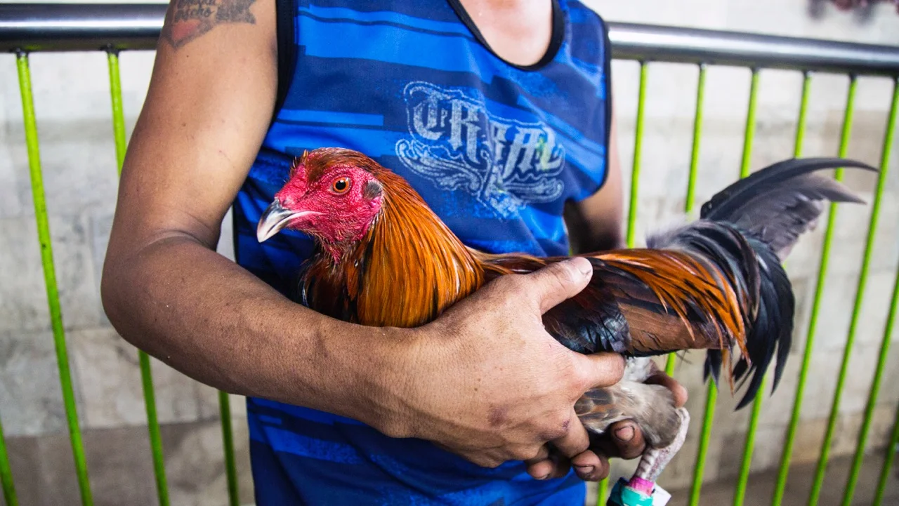 Thrilla of Manila 2 (Copy)