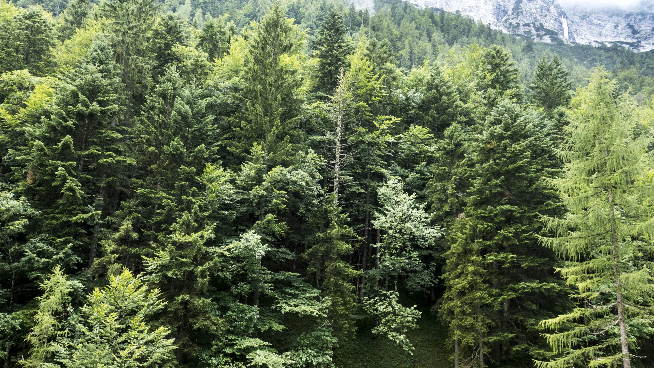 FIFTY SHADES OF GREEN. (Copy)