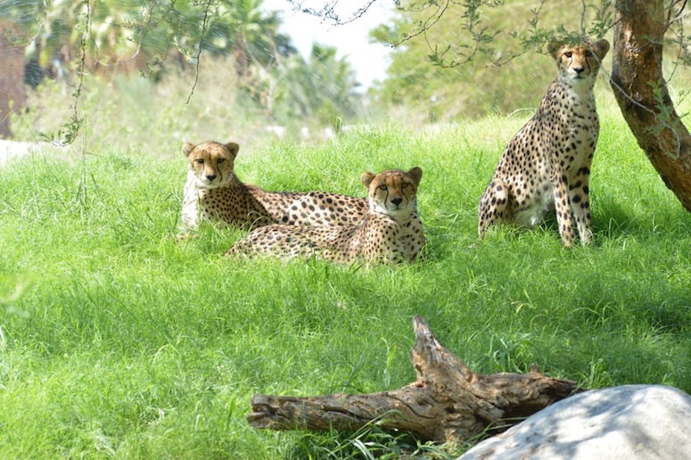 PHOTO COURTESY OF THE LIVING DESERT In honor of Year of the Cheetah, the zoo’s year-long effort to raise awareness and funds for the endangered animals, attendees to their New Year’s Eve party are encouraged to wear their best cheetah print outfit.