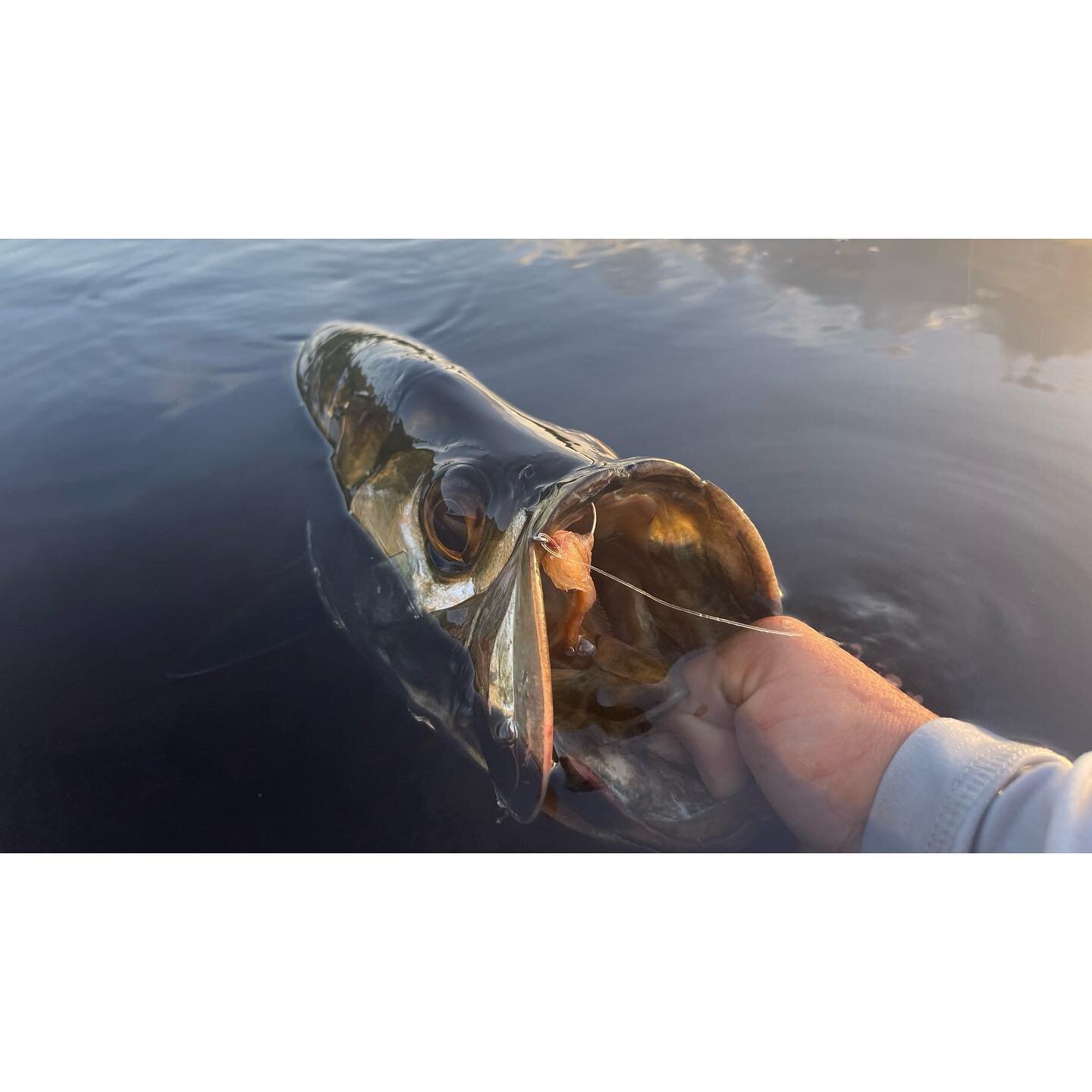 1 and 2/3 spam with @jenex10 and @dan_diez_ great times #soflaanglingco #southflorida #miami #sightfishing #inshorefishing #flyfishing #permit #tarpon #bonefish  #skinnywaterculture #carbonmarine #tfo #costasunglasses #fishsofla #floridafishingproduc