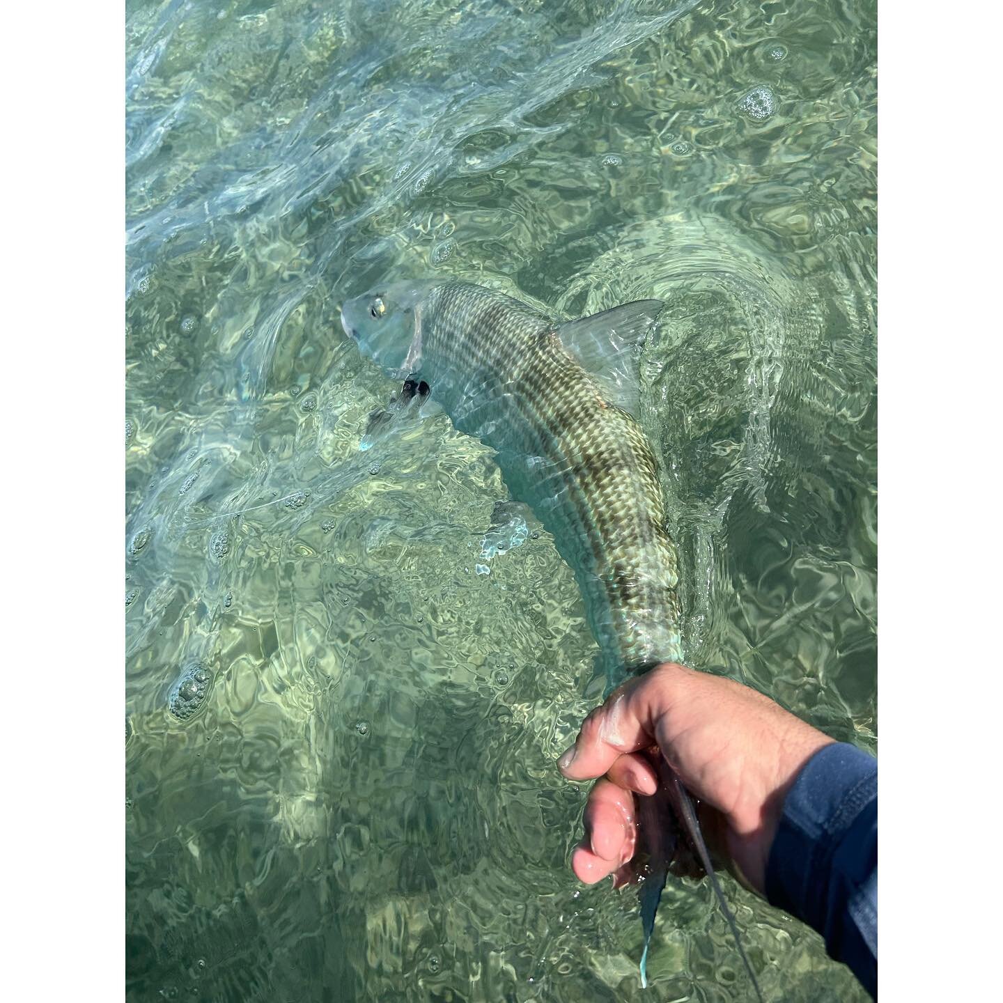 Happy fish around&hellip;keep the fan on. Can do without the side of &ldquo;Jack-ass&rdquo;. #soflaanglingco #southflorida #miami #sightfishing #inshorefishing #flyfishing #permit #tarpon #bonefish  #skinnywaterculture #carbonmarine #tfo #costasungla