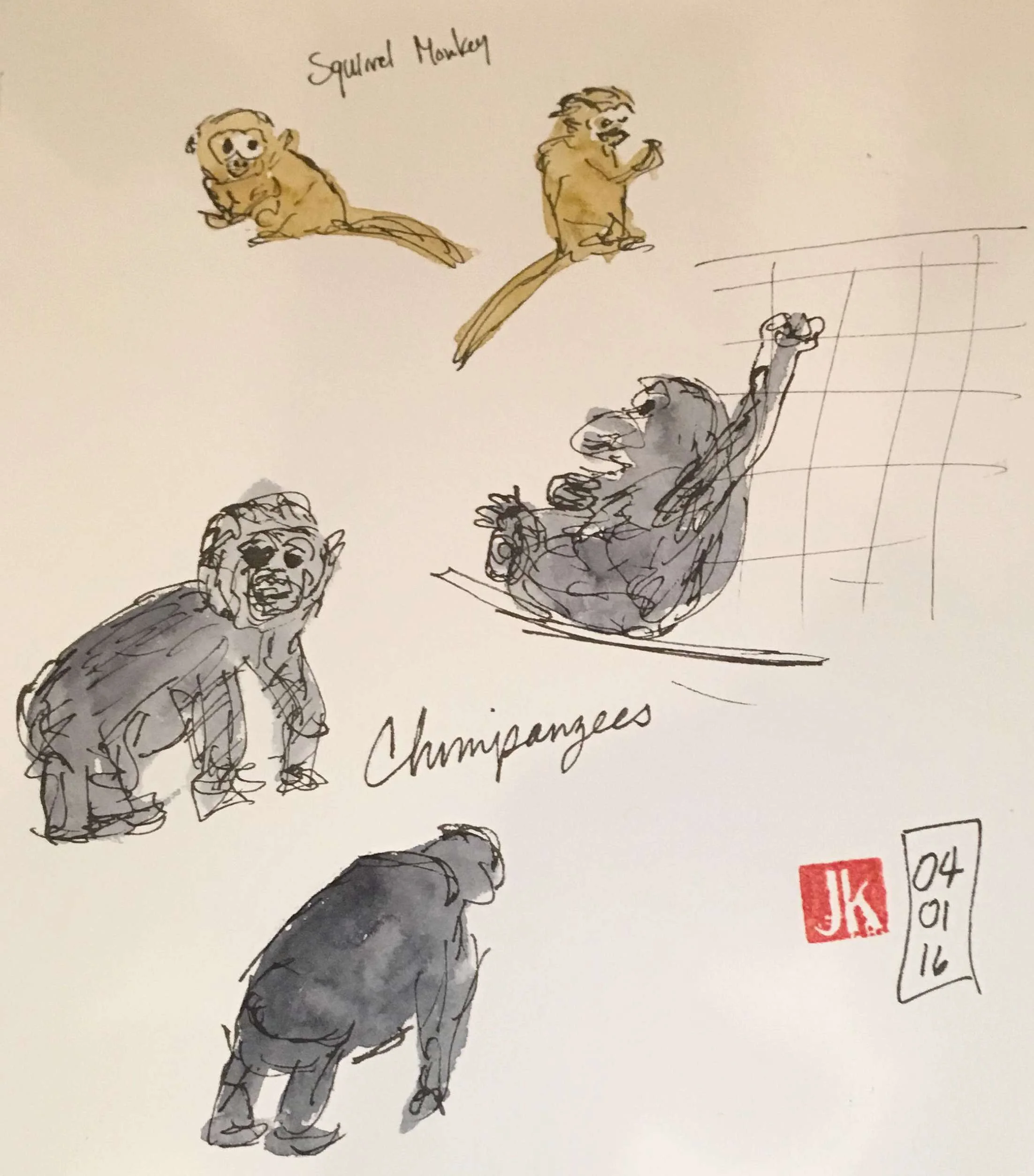 Squirrel monkeys & chimpanzees