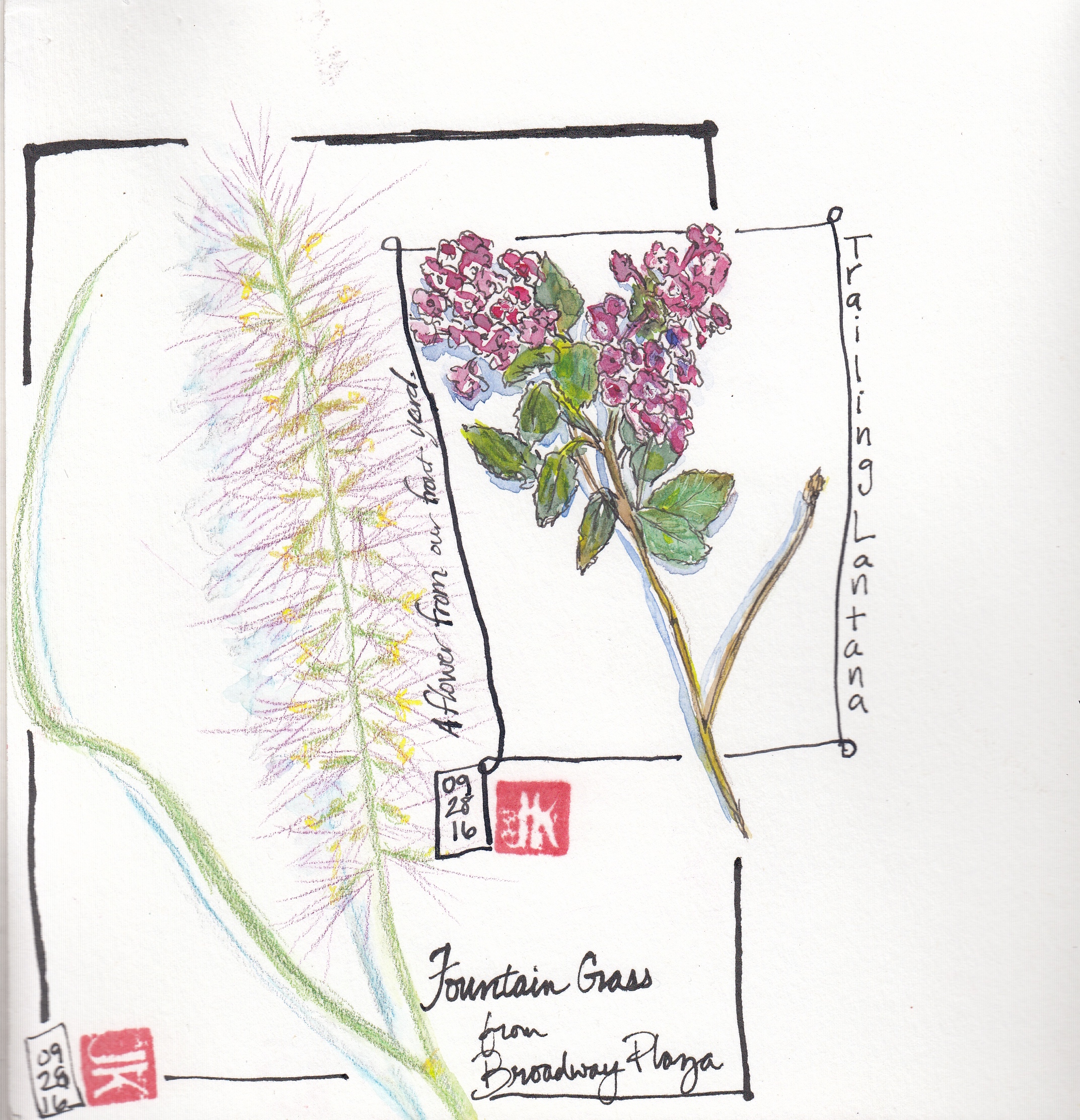 Trailing lantana from my yard and fountain grass from a Broadway Plaza