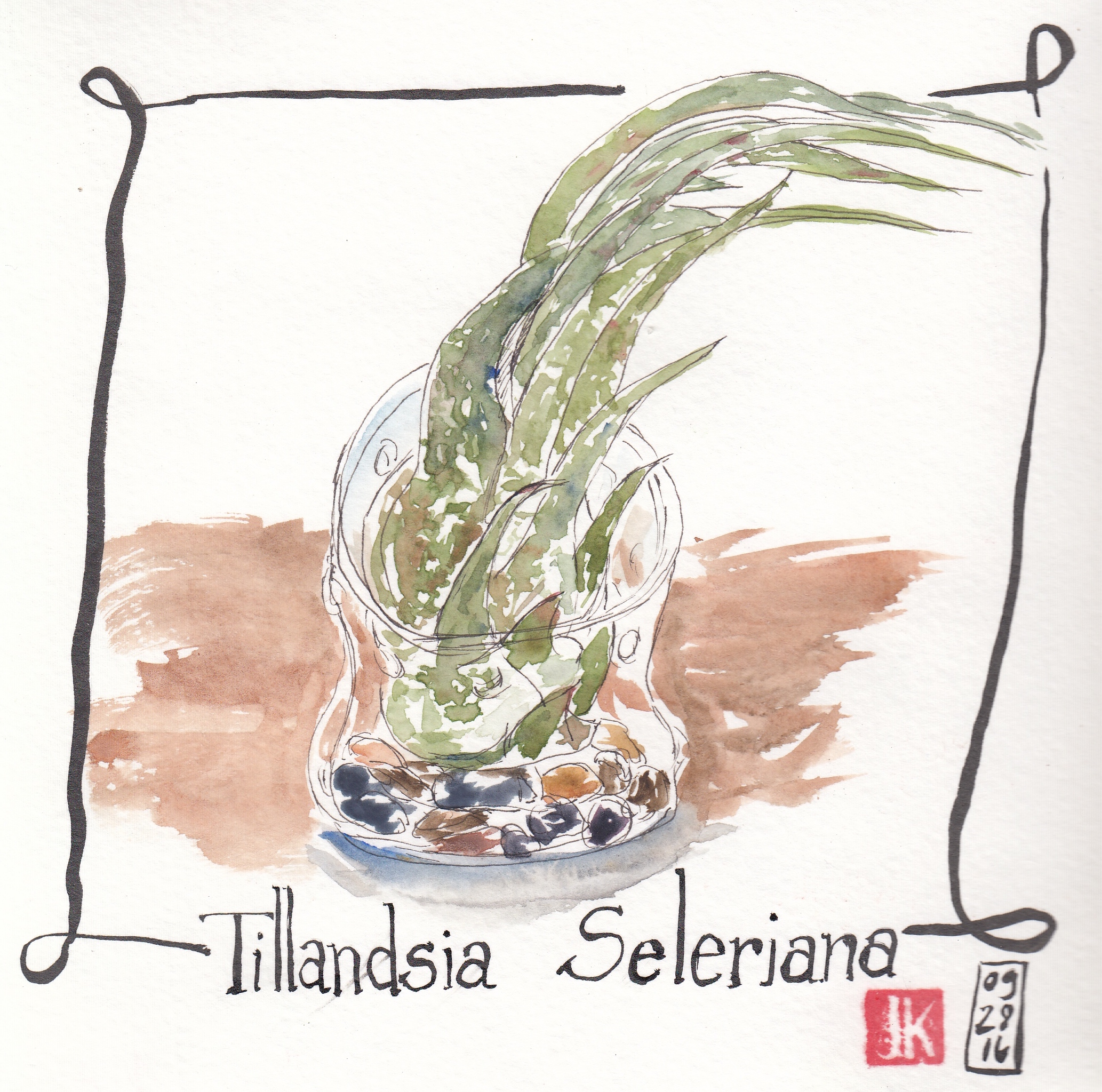 A recently purchased air plant in watercolor and ink