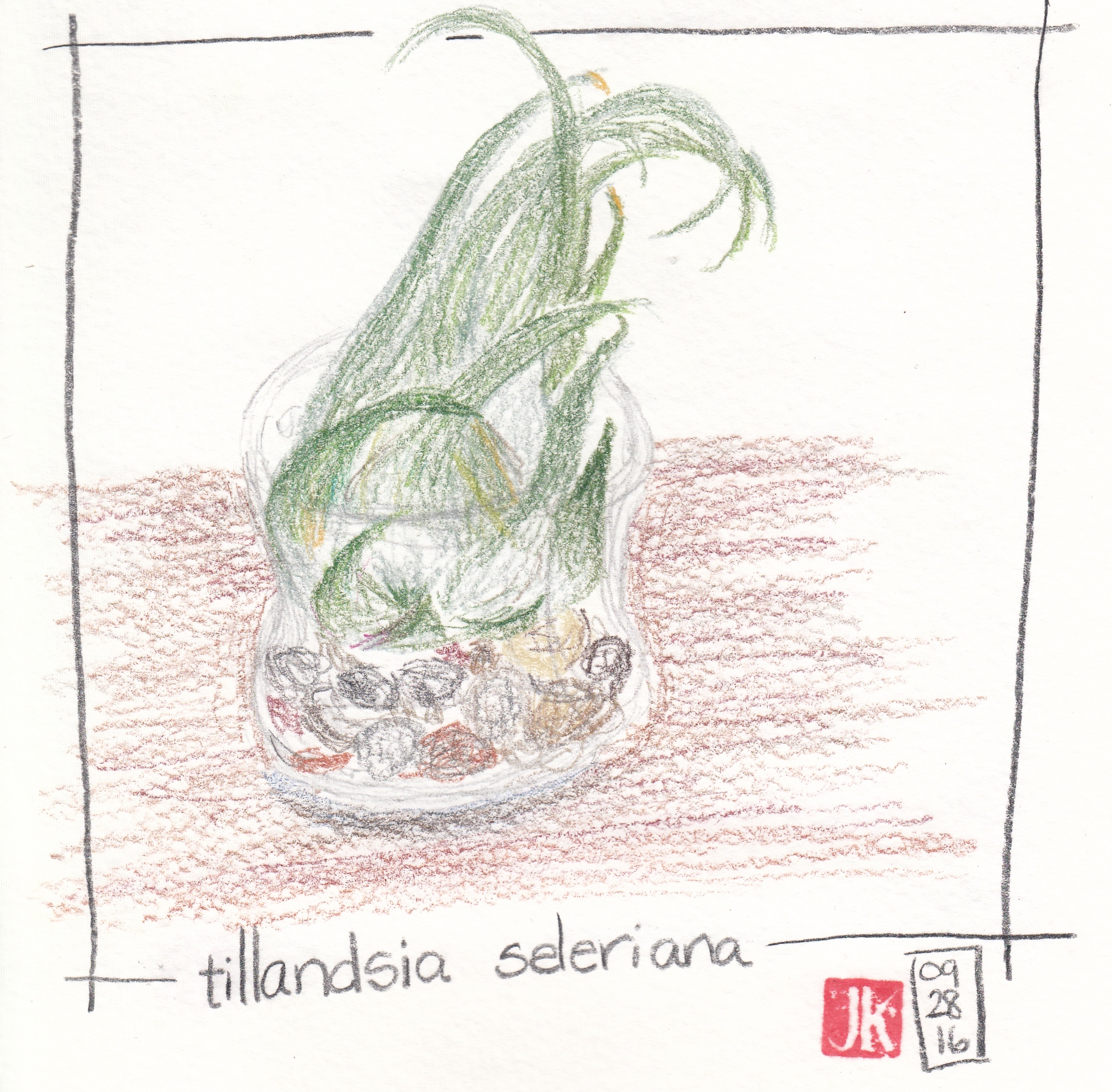 My air plant in color pencil