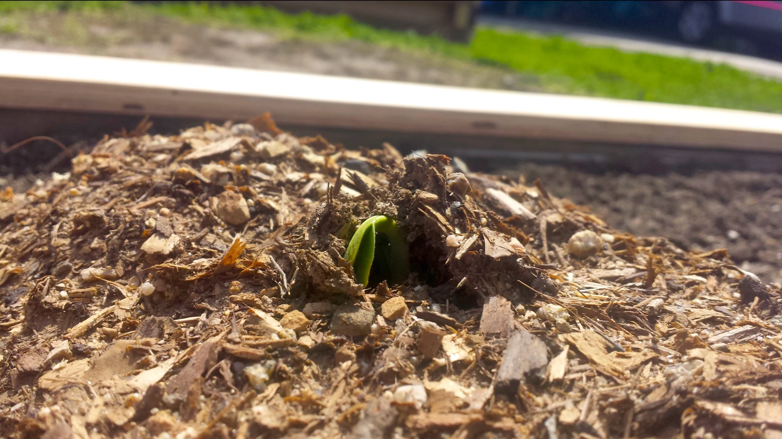 The Earth Heals - Xochitl Alvizo