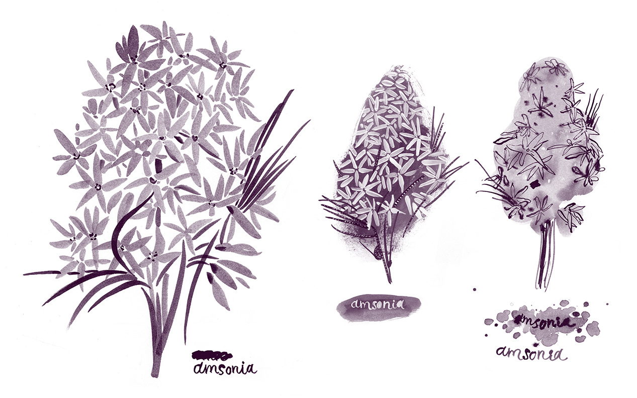 amsonia_2_1267.jpg