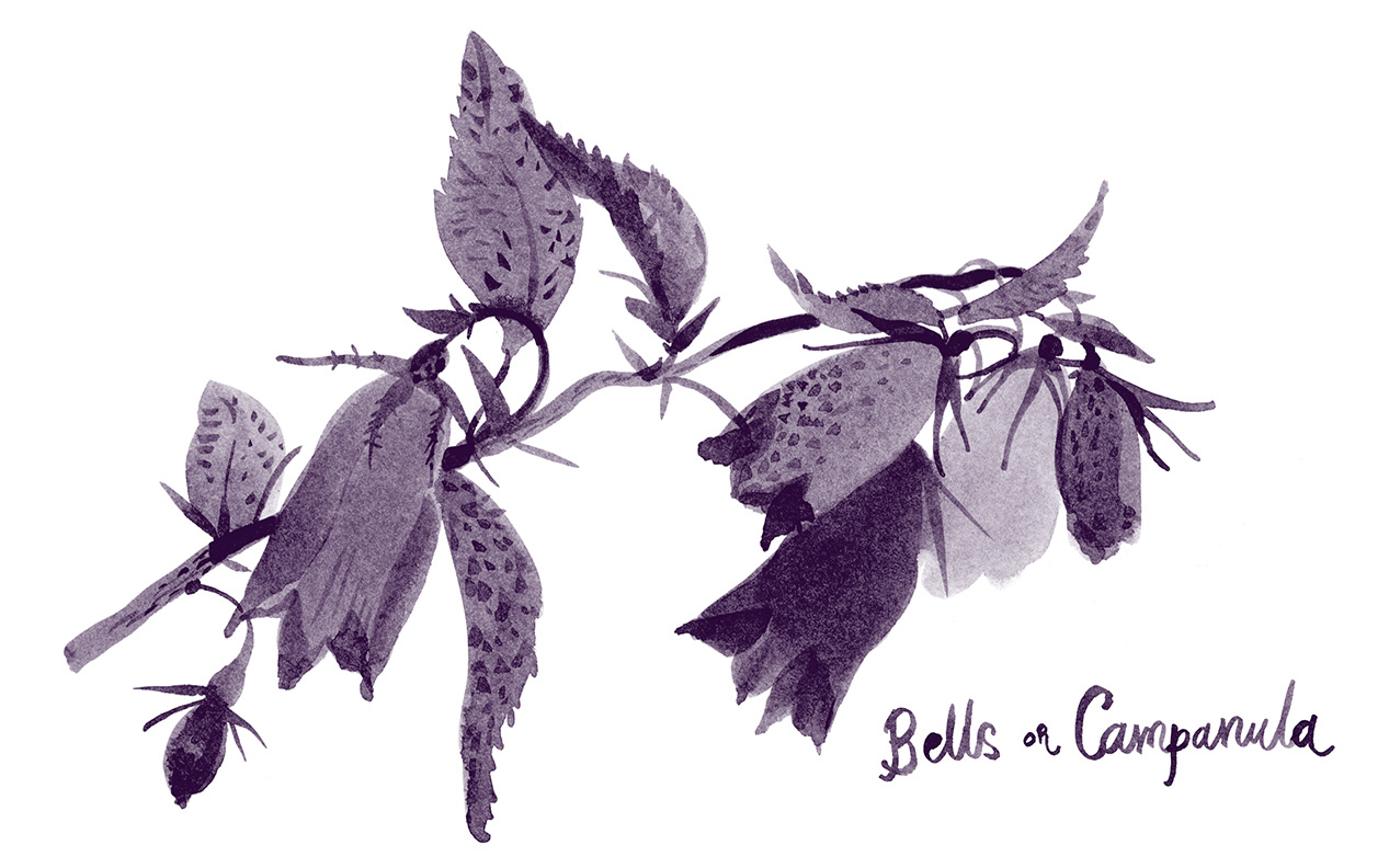 campanula-17_1267.jpg