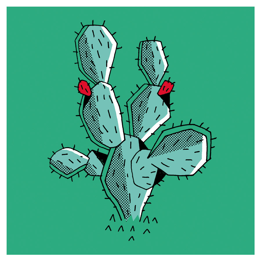 cactus.jpg