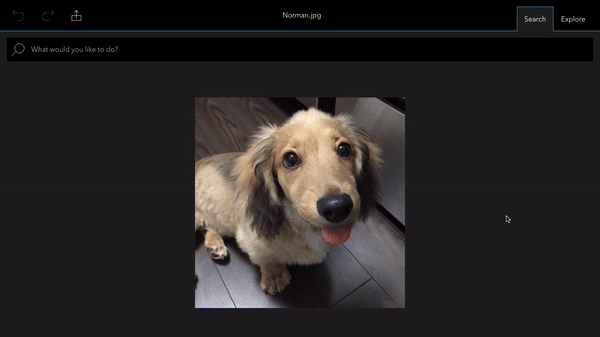 Spark recognizes the picture as a dog and brings up other similar content from other Spark users.