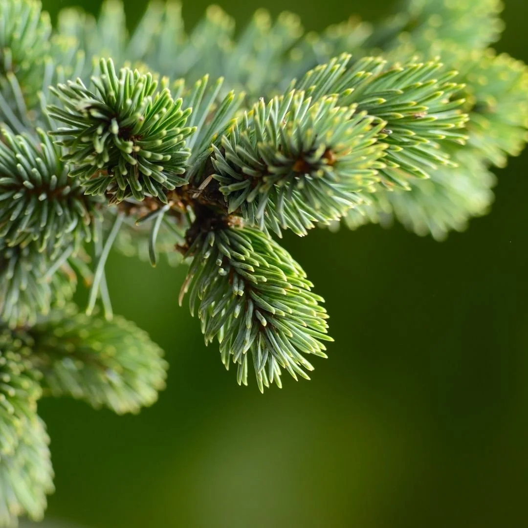 Close-up of green pine tree branches with needle-like leaves.