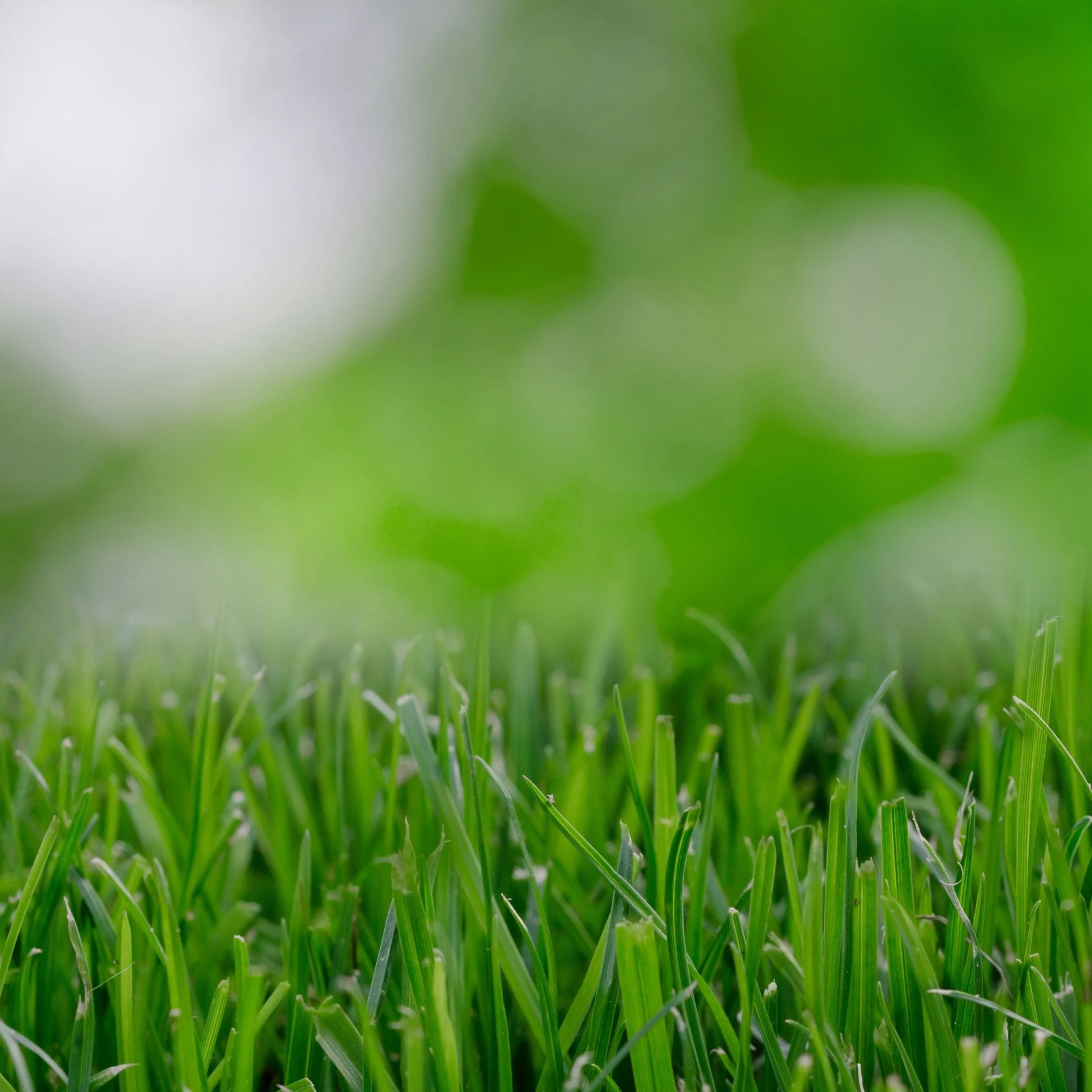 Close-up of green grass blades with a blurred background.