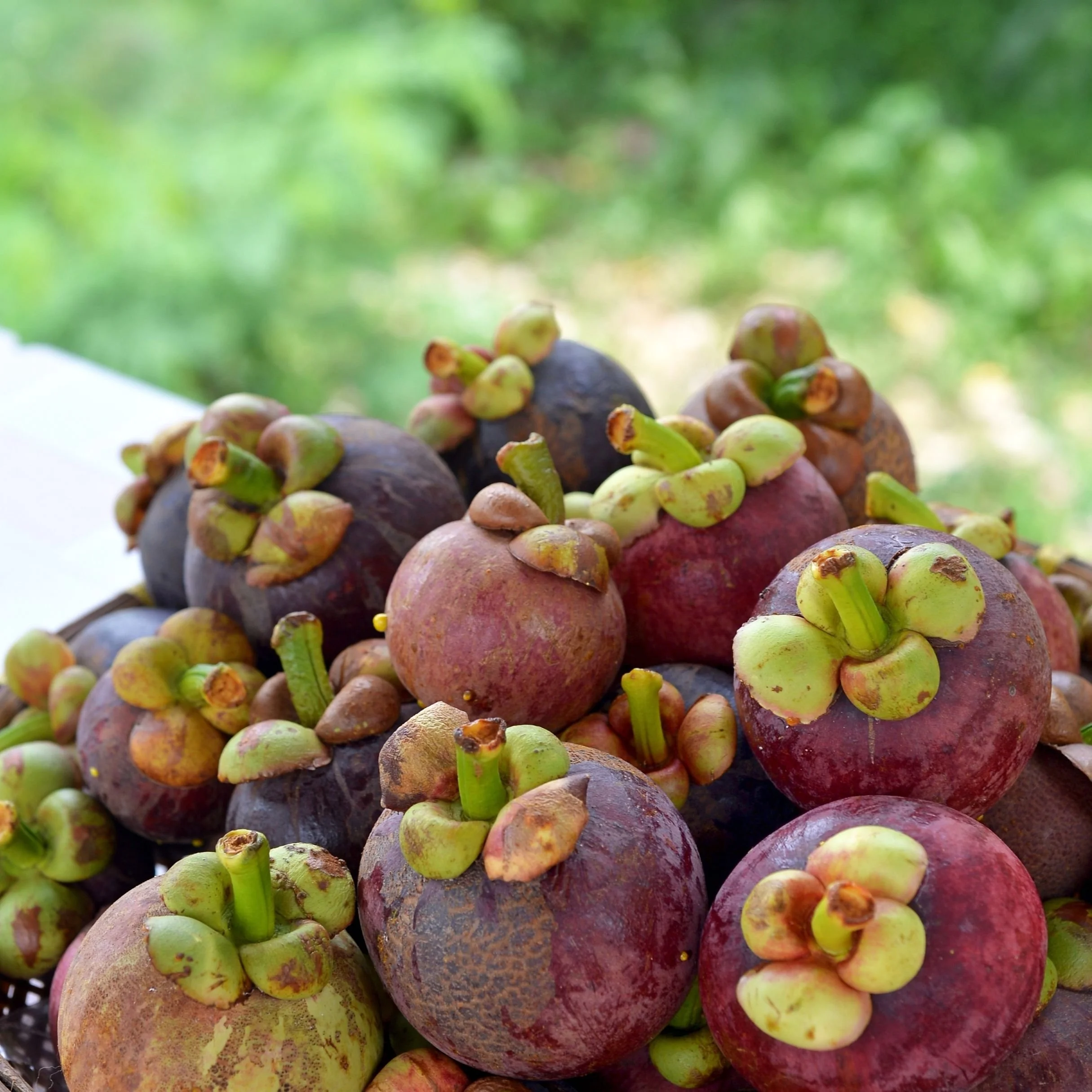 Close-up of a pile of mangosteens, a tropical fruit with purple and green outer skin, on a white surface with a blurred green background.