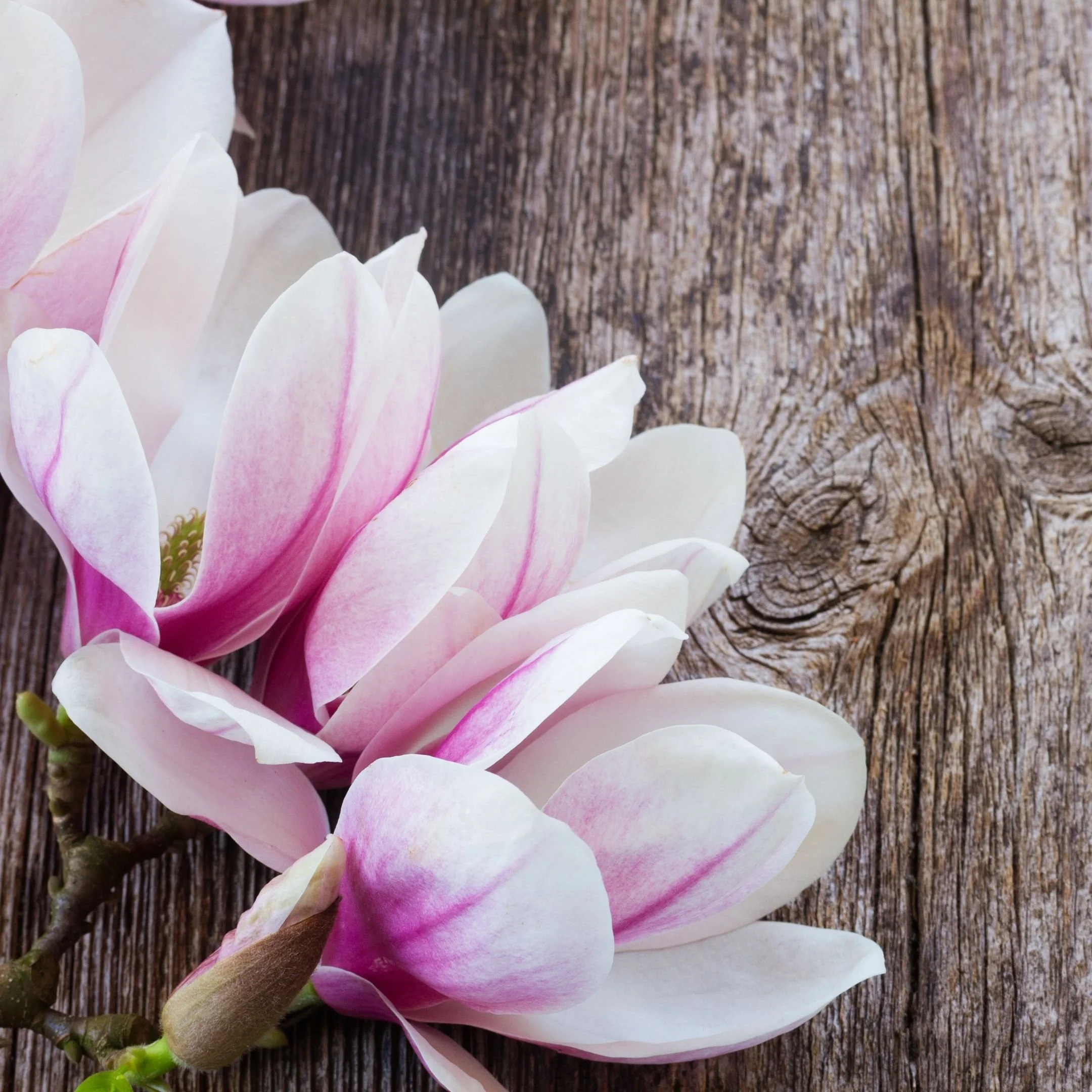 Close-up of a pink and white magnolia flower resting on a weathered wooden surface.