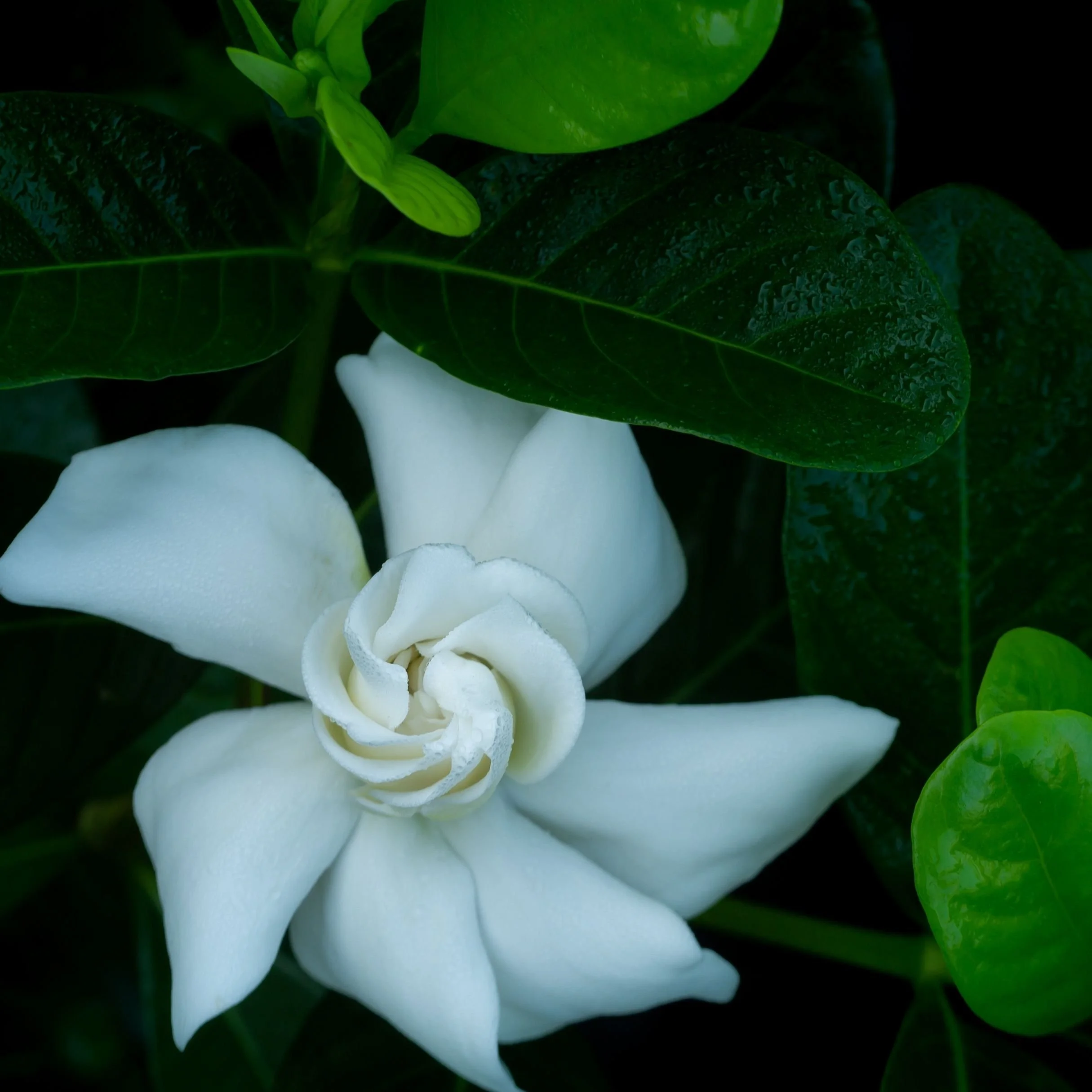 Close-up of white gardenia flower with green leaves and water droplets.