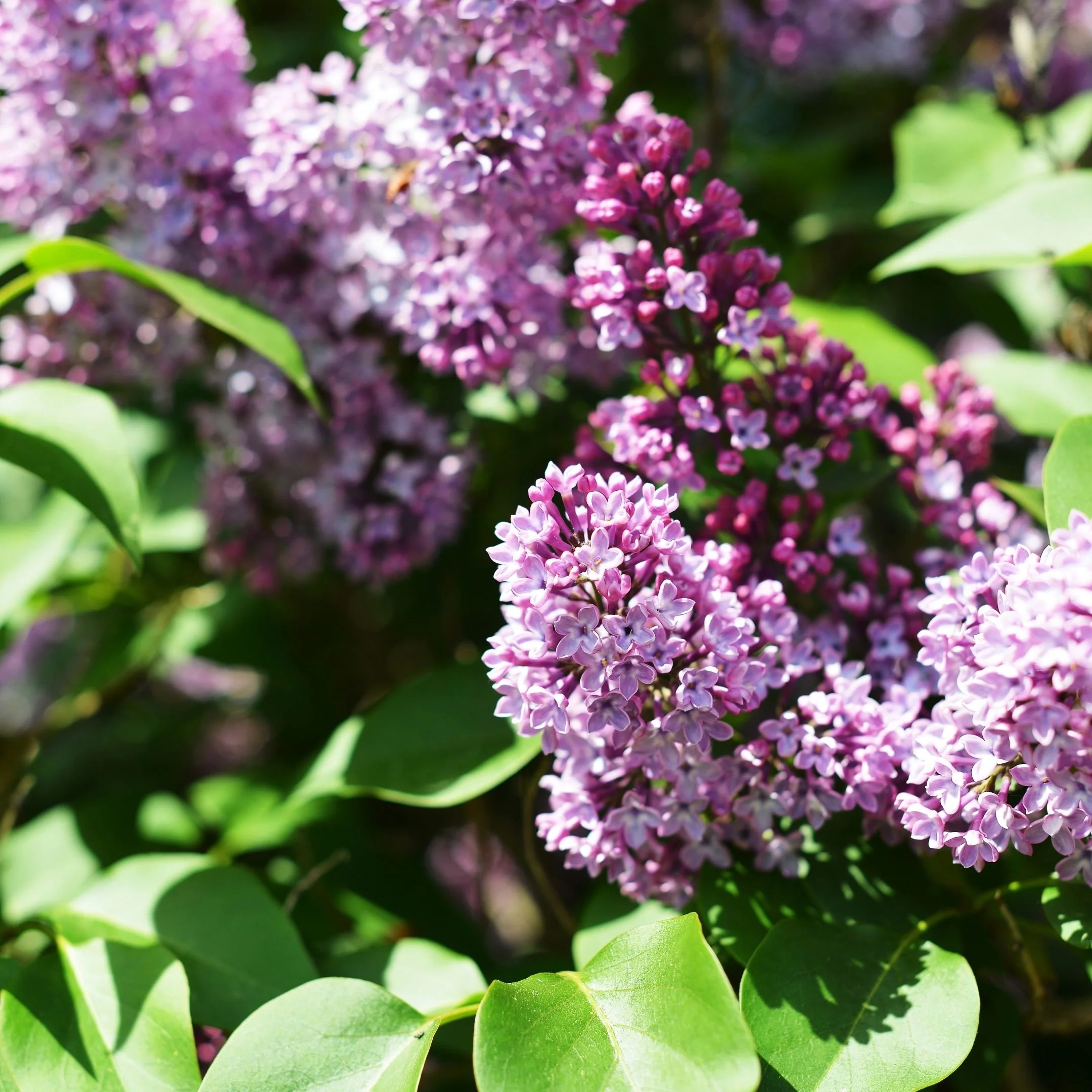 Close-up of purple and pink lilac flowers with green leaves in sunlight.