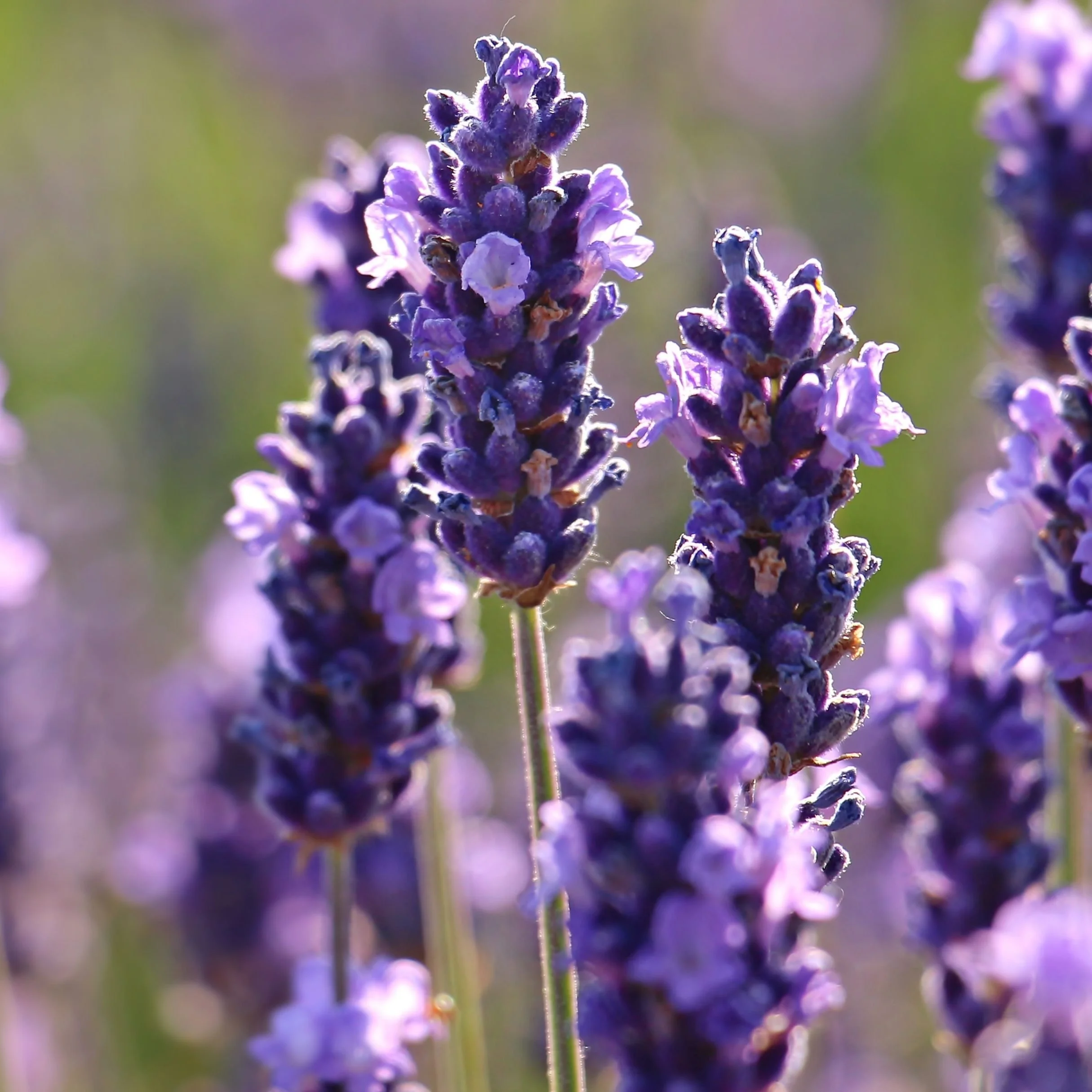 Close-up of a lavender flower with vibrant purple petals, on a green background with blurred flowers in the distance.