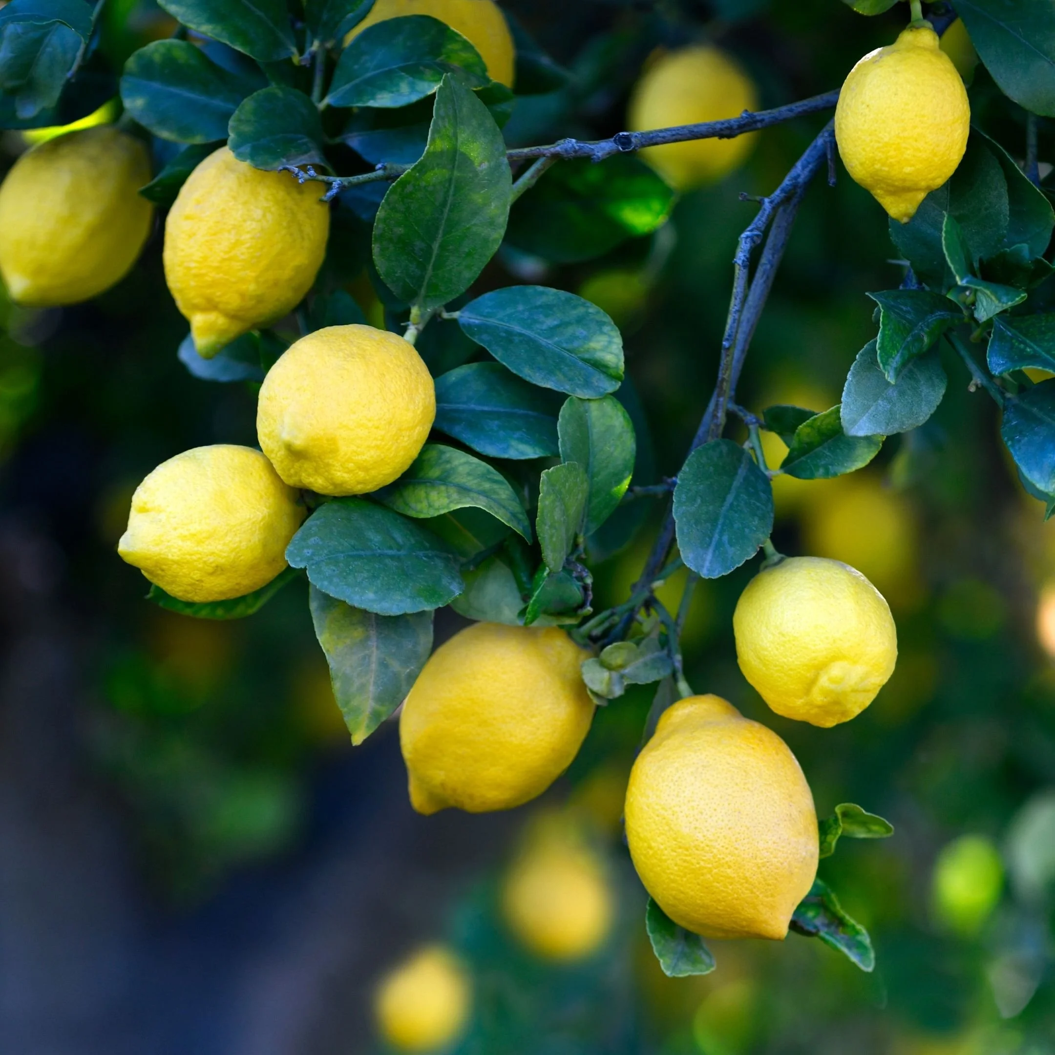 Close-up of yellow lemons hanging on a branch with green leaves.