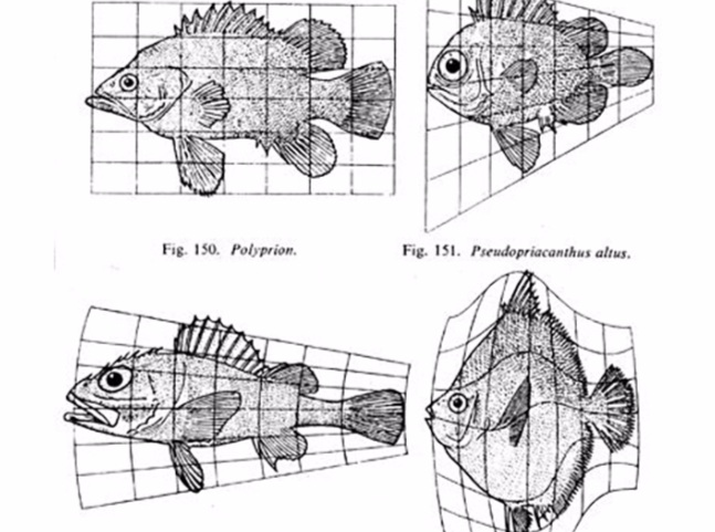 Structures of Transformation (From D’Arcy Thompson)