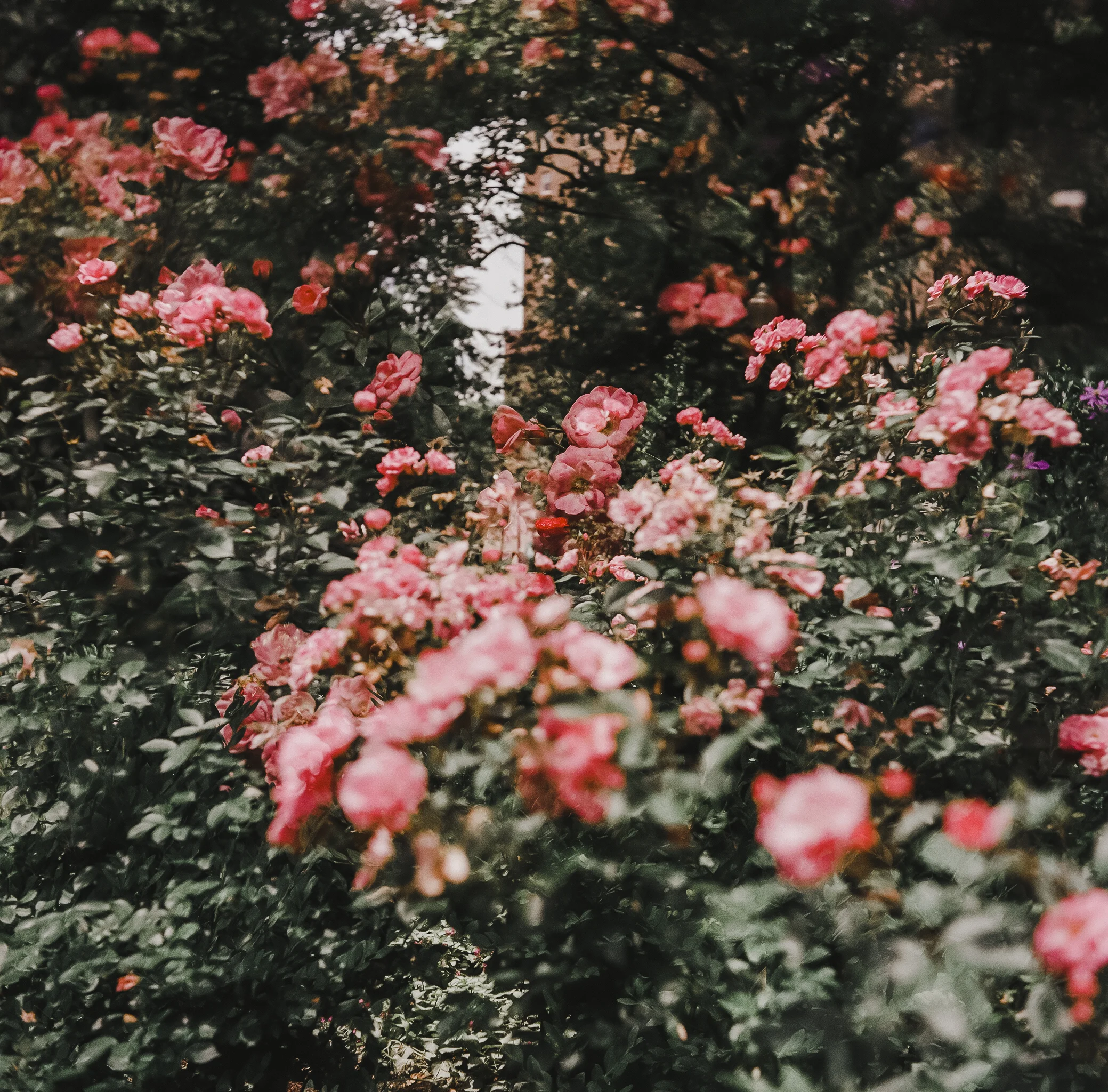 Rittenhouse, Philadelphia Yashica-D, medium format film