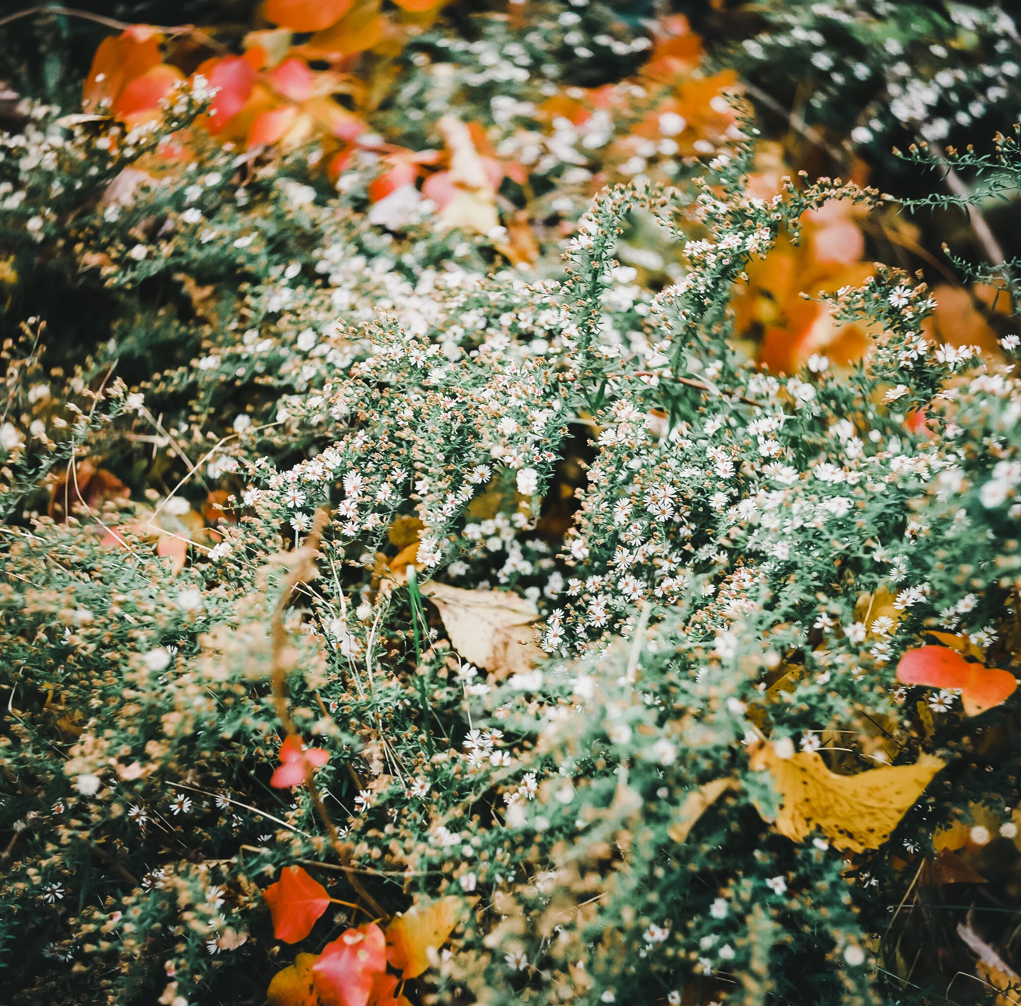 Kemper Park, Warminster Yashica-D, medium format film