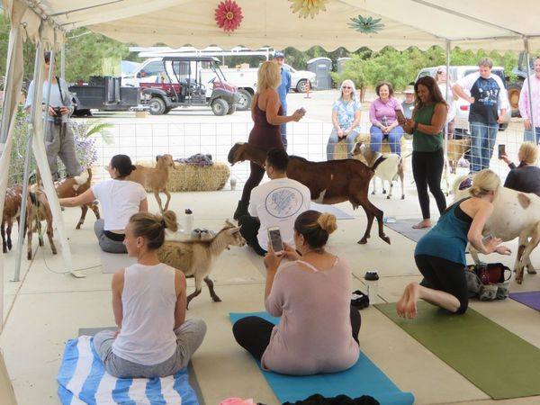 goat yoga 1.jpg