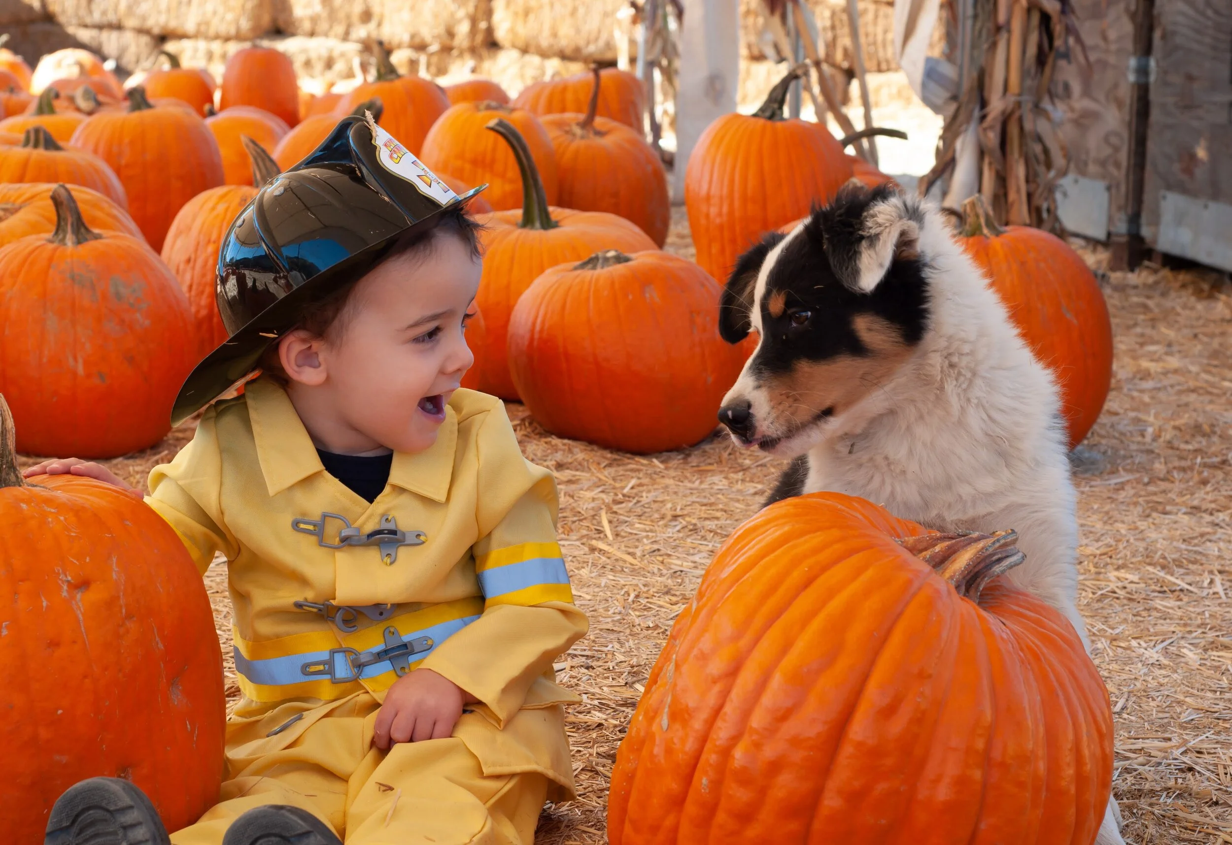 Pumpkins at Gilchrist Farm’s official pumpkin patch