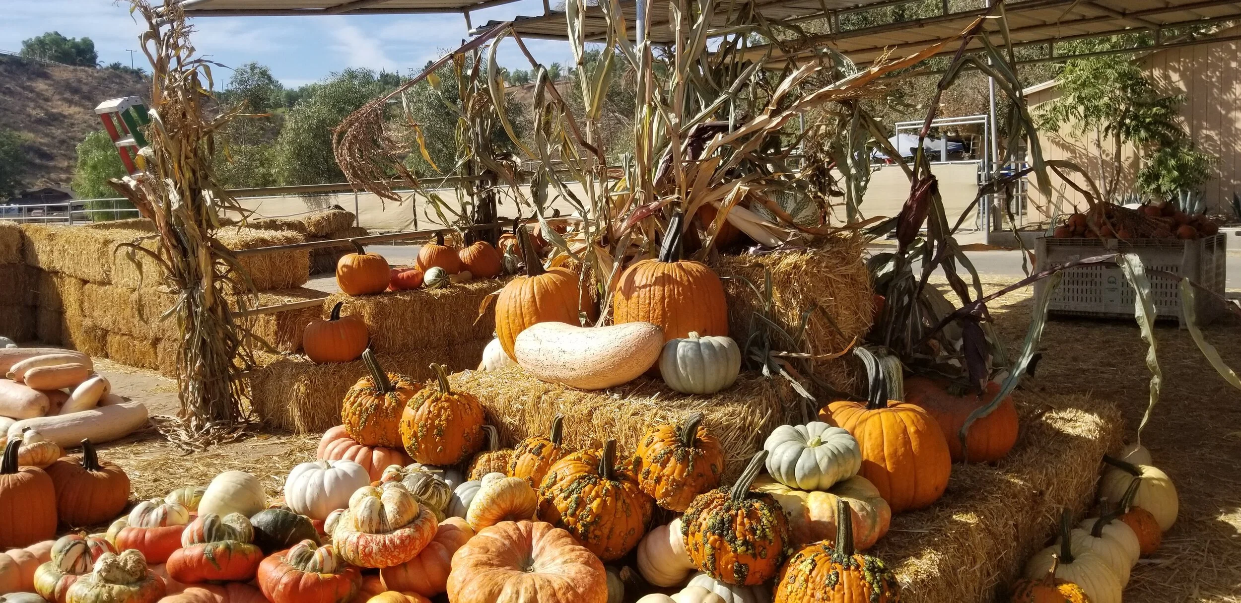 Pumpkin Patch — Gilchrist Farm