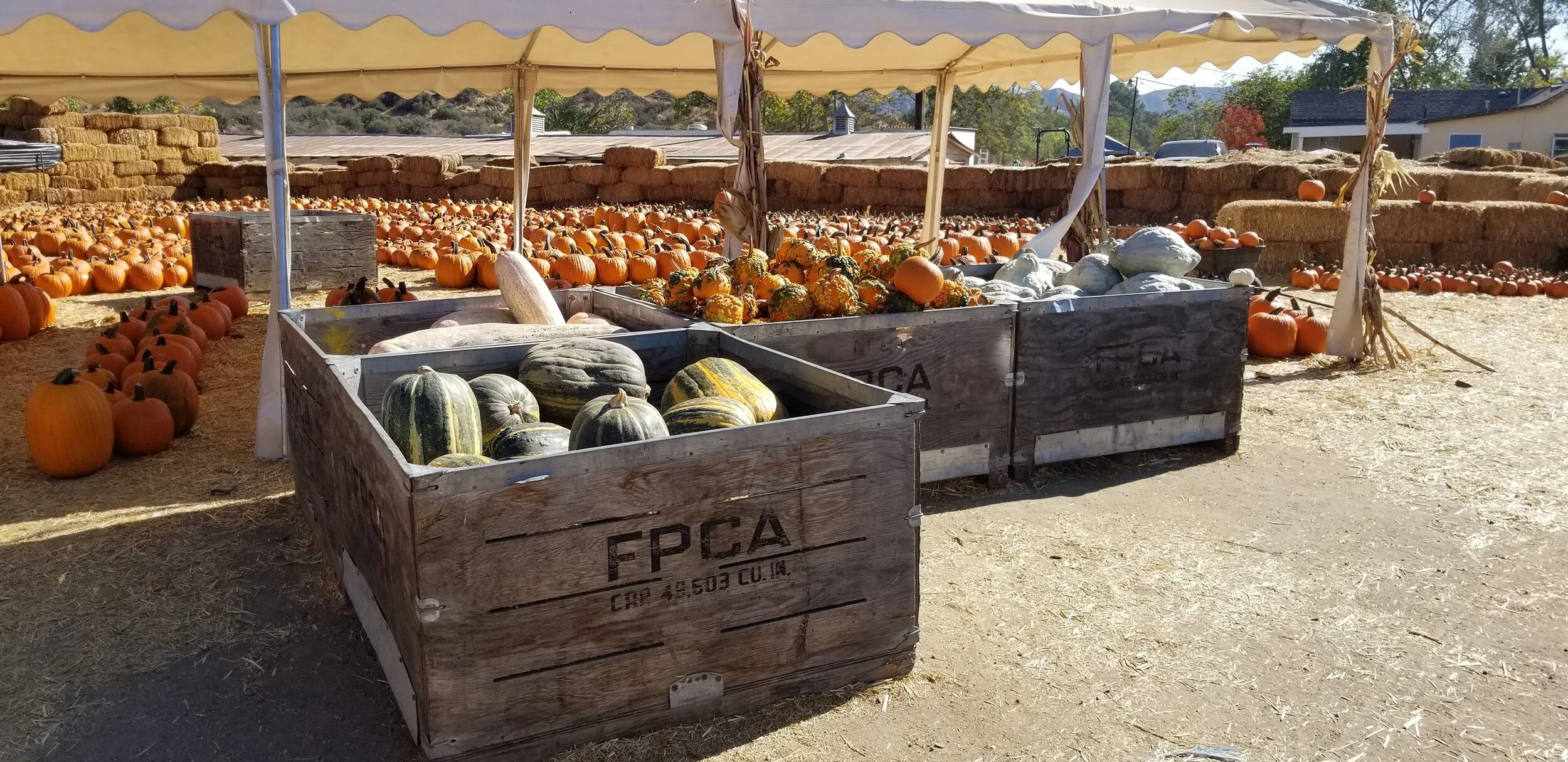 Pumpkin Patch — Gilchrist Farm