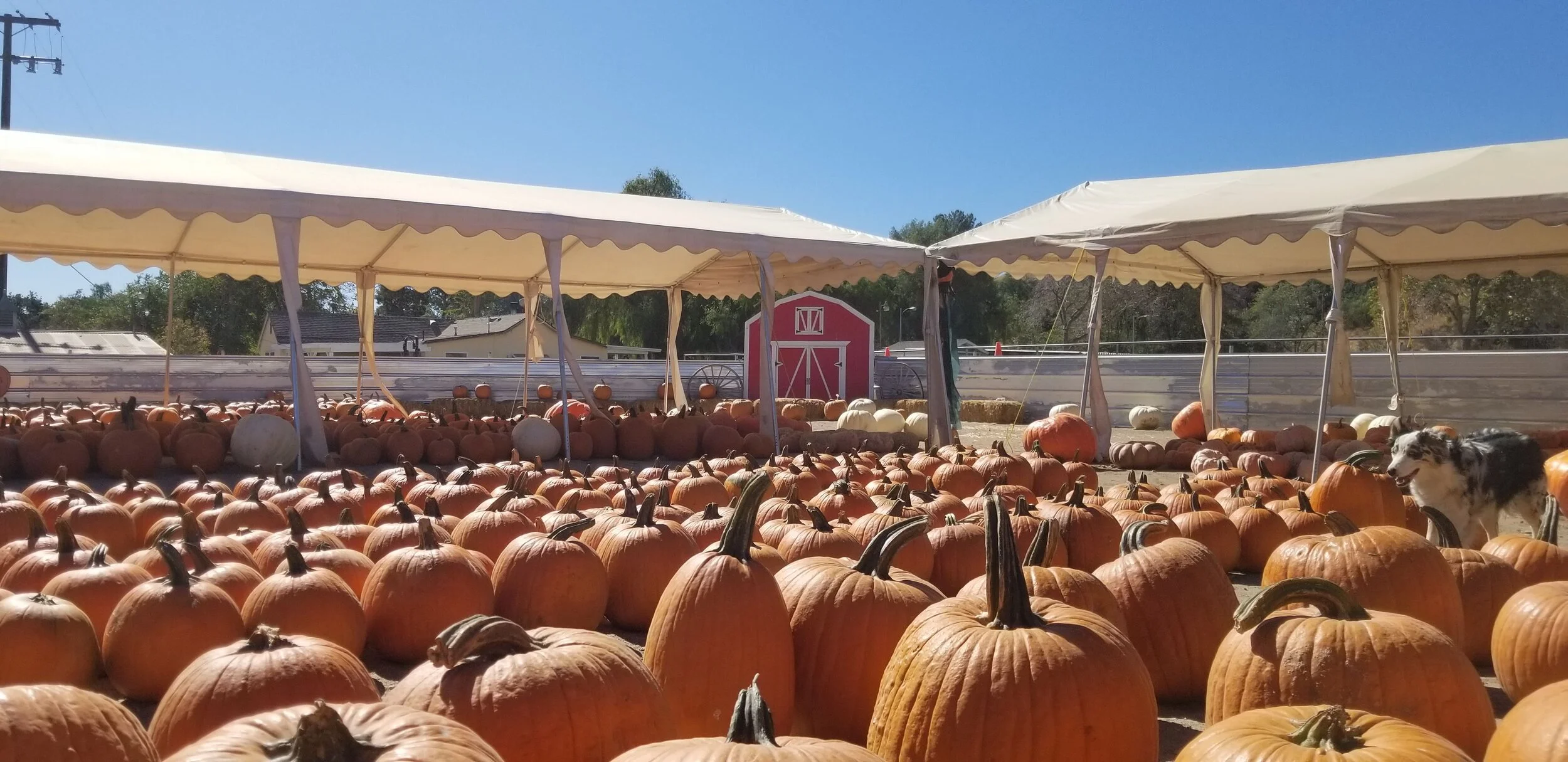Pumpkin Patch — Gilchrist Farm