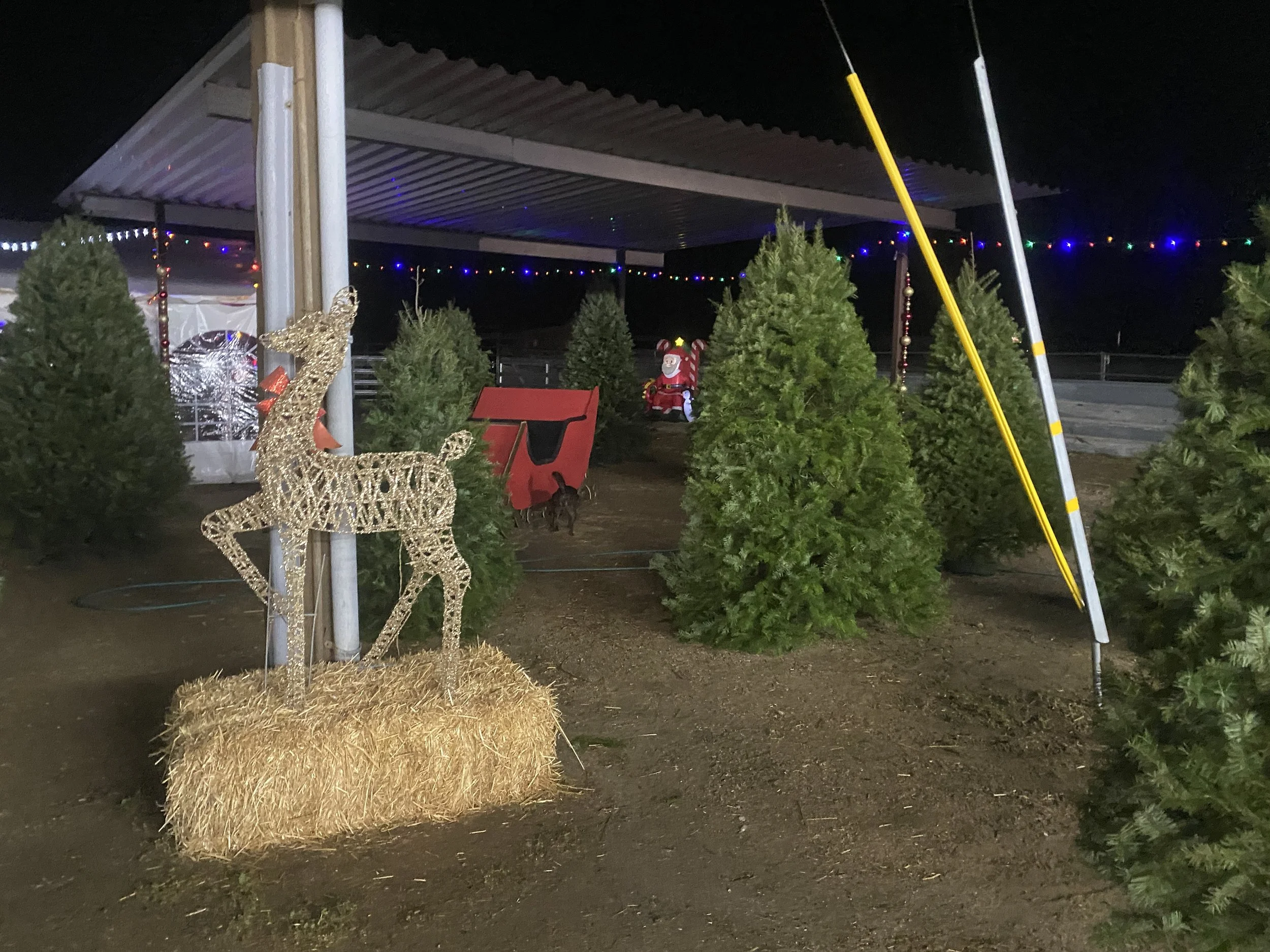 treesatnight.jpg