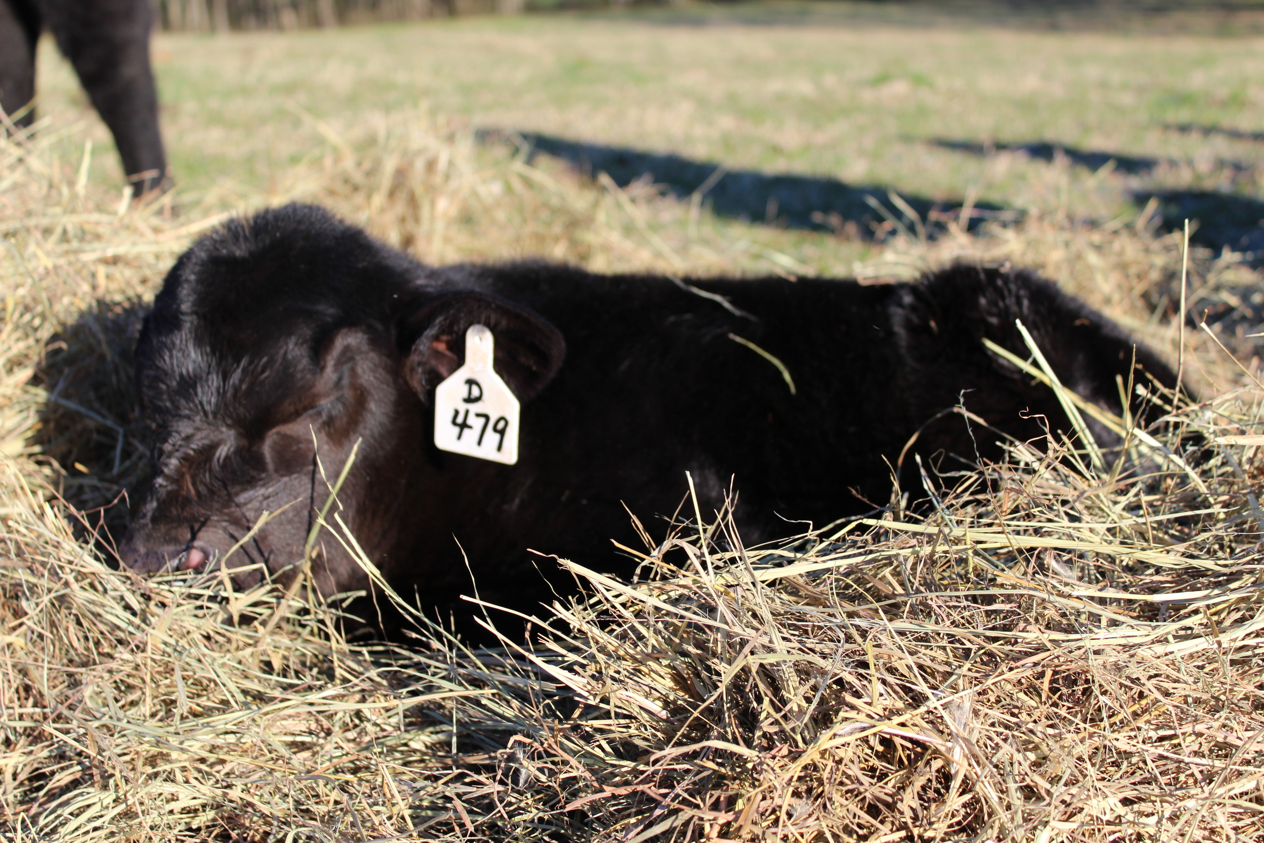 Little baby taking a nap in the sunshine