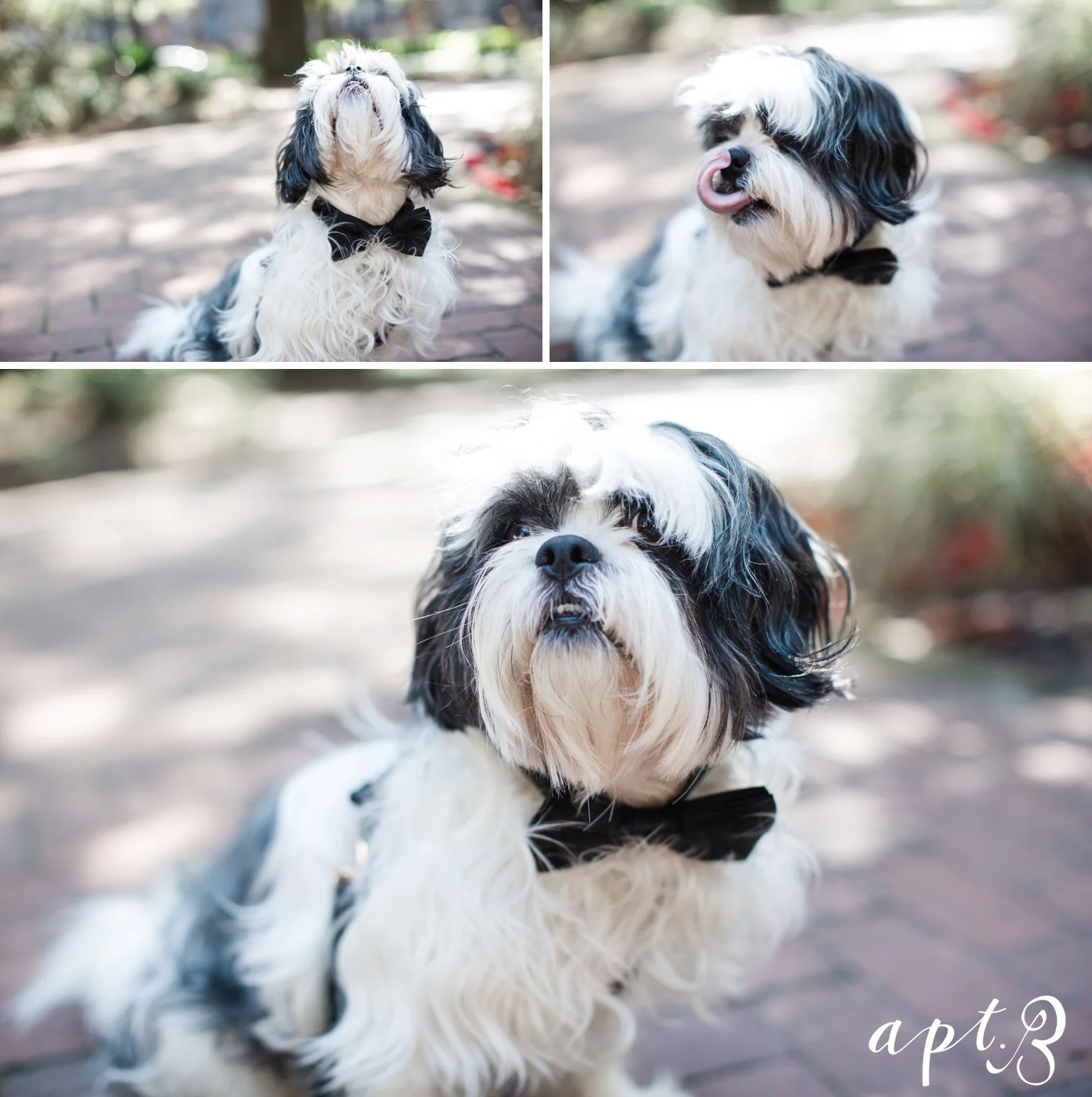 AptBPhotography_RosaTri-52.jpg
