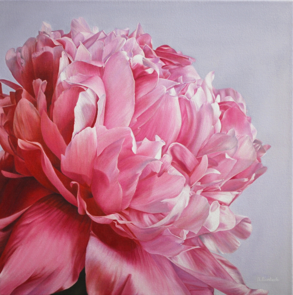 Pink Peony in Bloom 