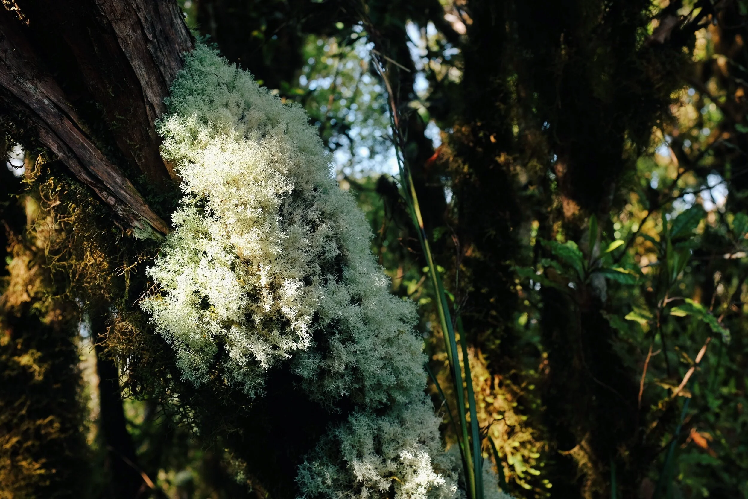 processed_2019-12-05 08.26.36 1.jpg