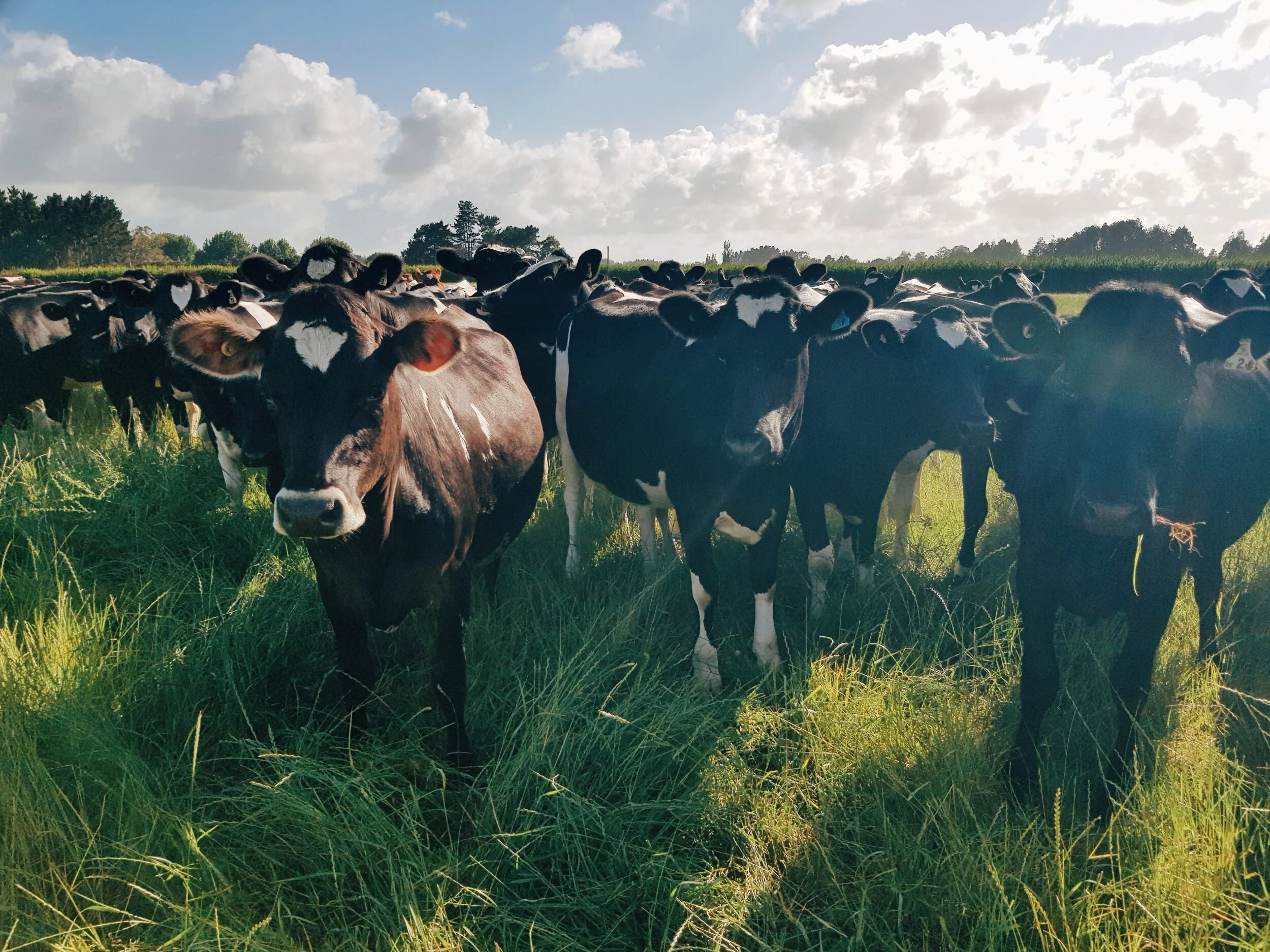 processed_2019-12-05 07.52.40 1.jpg